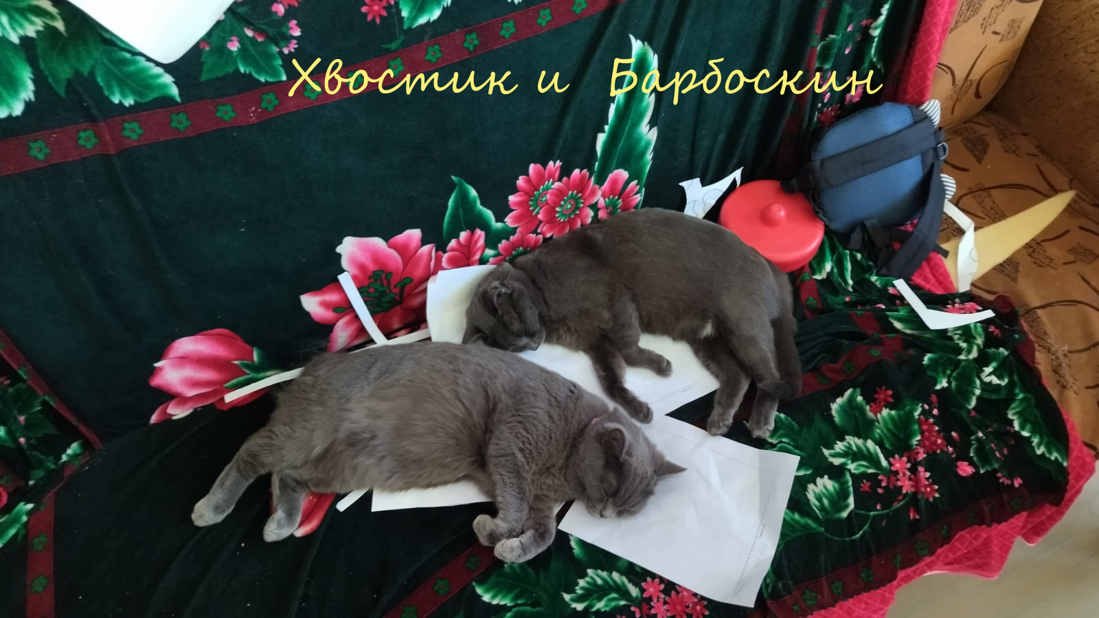 Life at the Kotoland Home Shelter 339 - My, Kindness, cat, In good hands, Shelter, Lipetsk, Shelter Cotoland, Longpost, Help