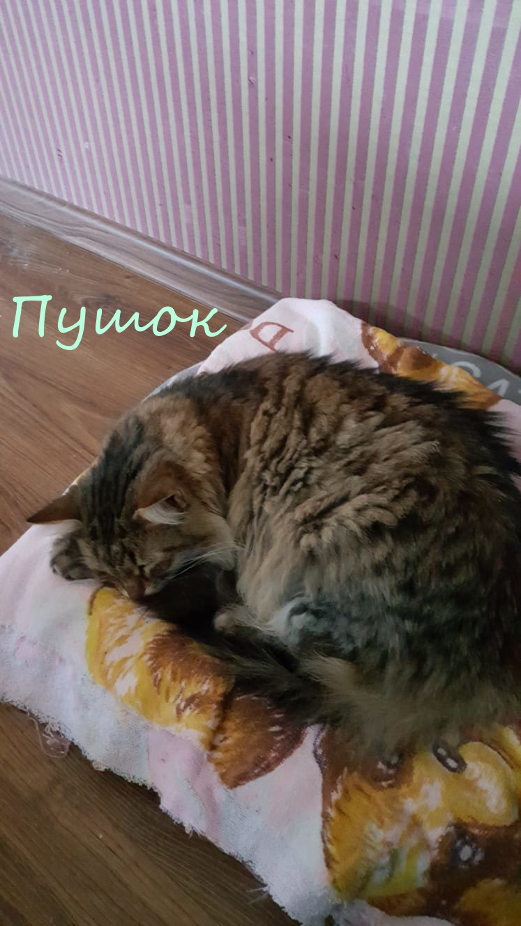 Life at the Kotoland Home Shelter 339 - My, Kindness, cat, In good hands, Shelter, Lipetsk, Shelter Cotoland, Longpost, Help