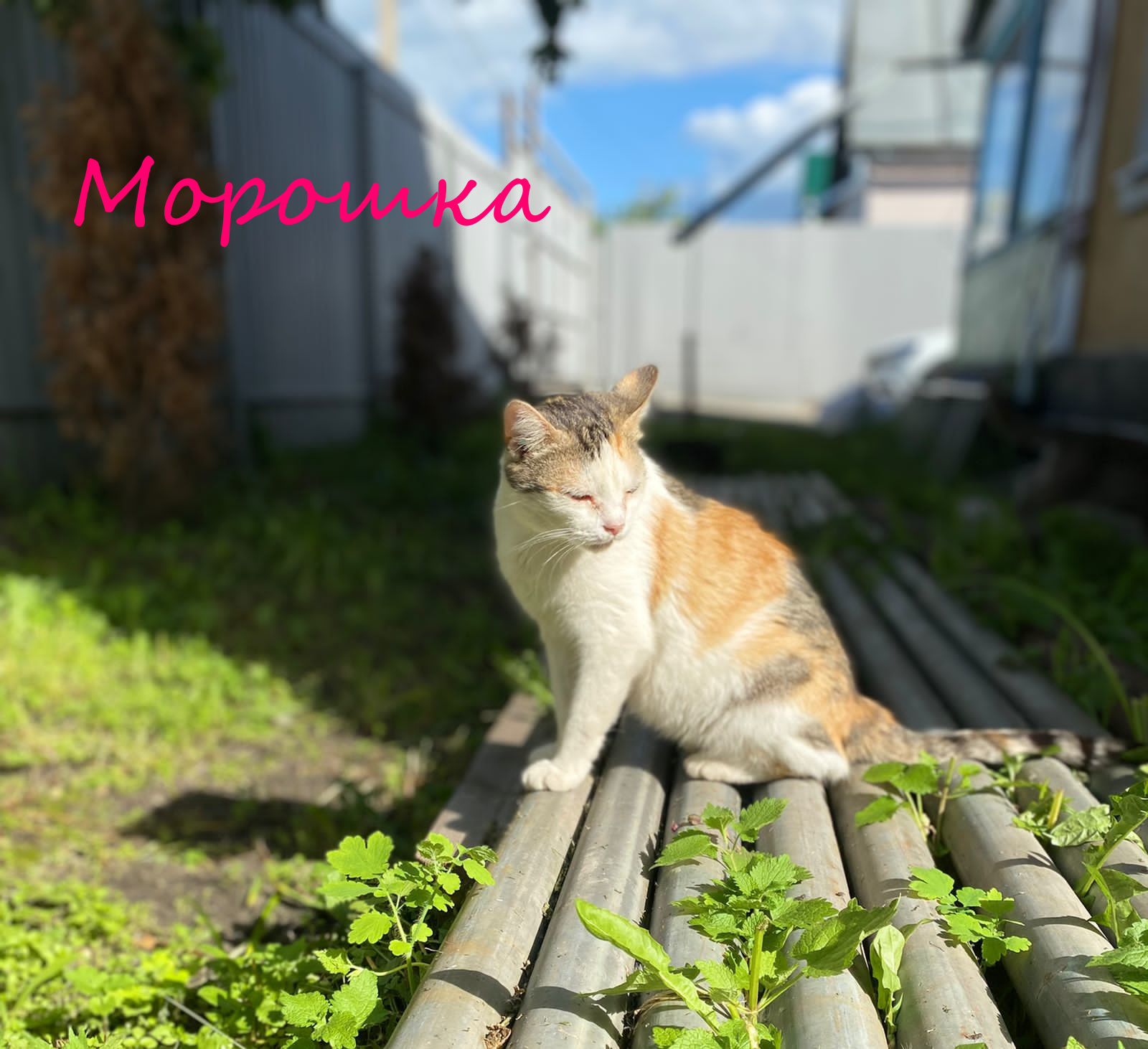 Life at the Kotoland Home Shelter 339 - My, Kindness, cat, In good hands, Shelter, Lipetsk, Shelter Cotoland, Longpost, Help