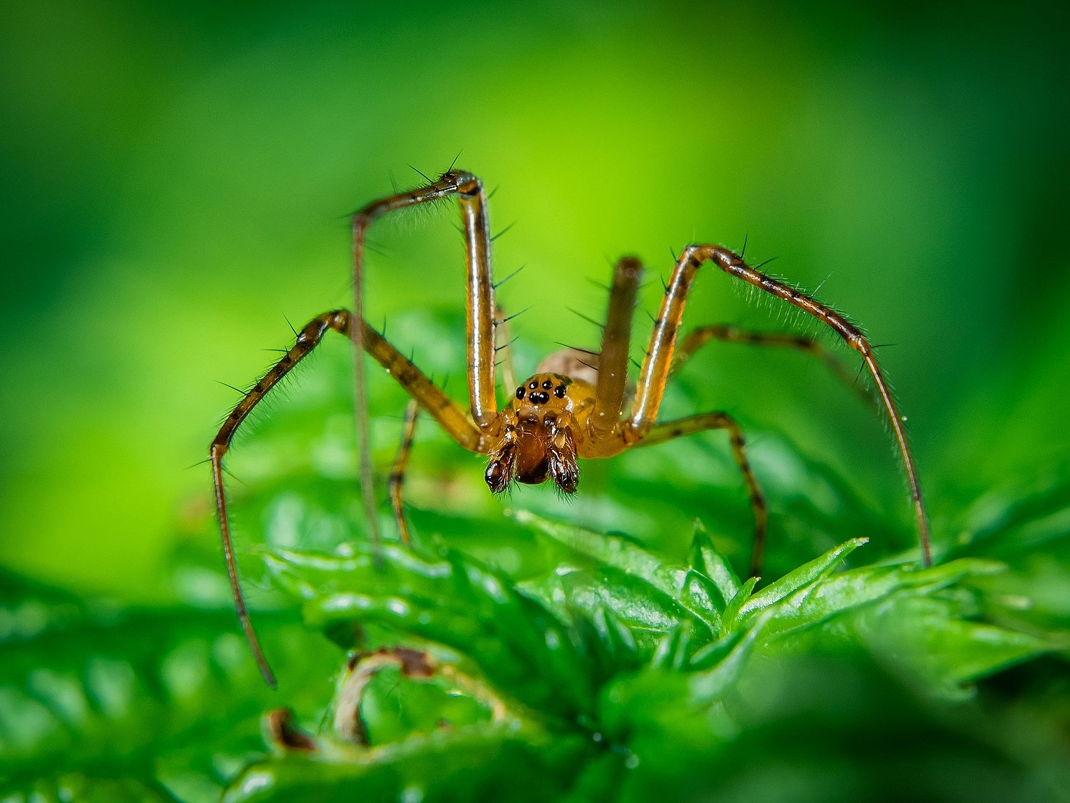 spider - My, Macro photography, Spider, The photo, Nature, Summer, Hobby, Longpost