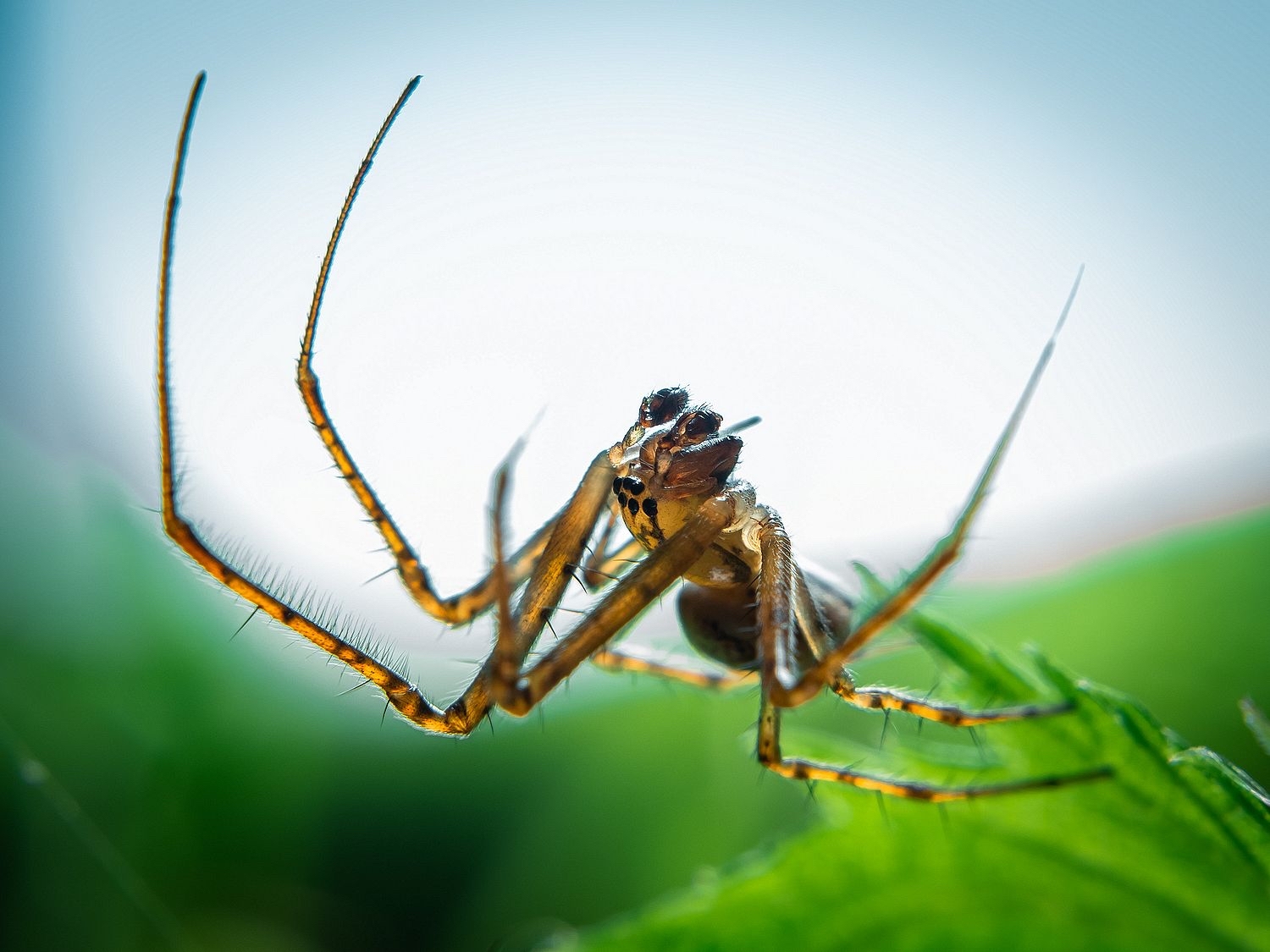 spider - My, Macro photography, Spider, The photo, Nature, Summer, Hobby, Longpost