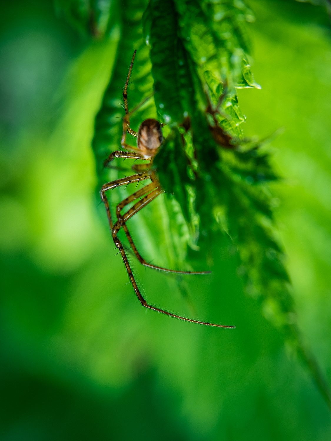 spider - My, Macro photography, Spider, The photo, Nature, Summer, Hobby, Longpost