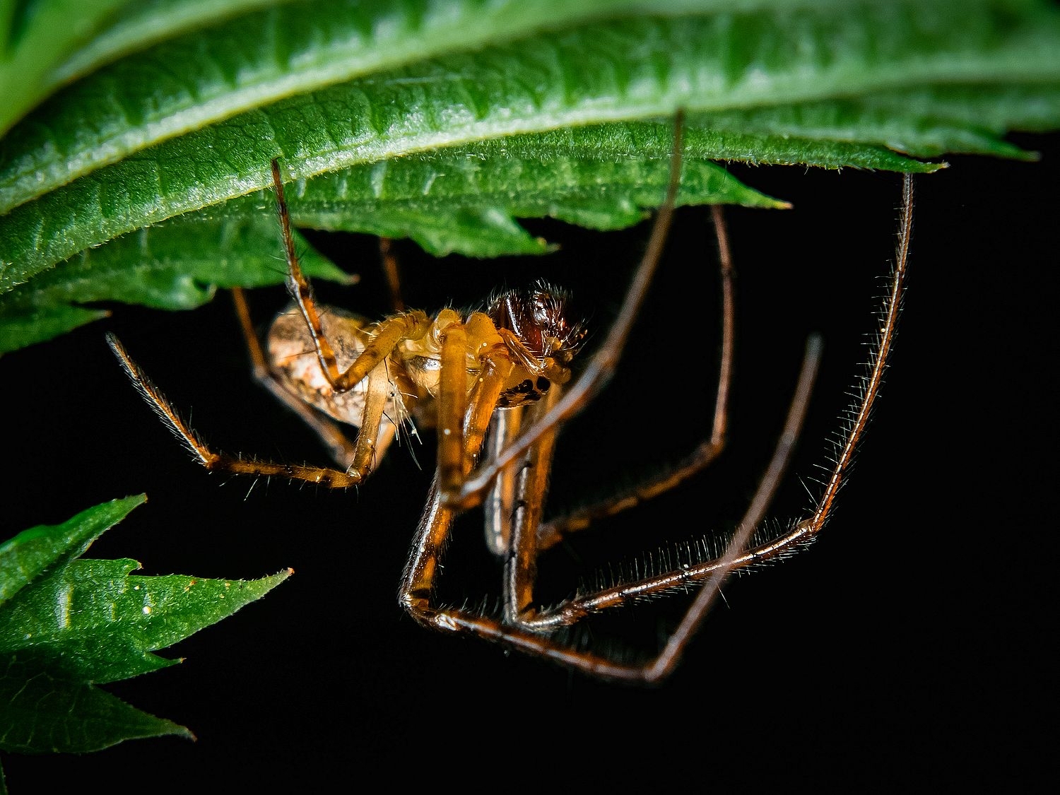 spider - My, Macro photography, Spider, The photo, Nature, Summer, Hobby, Longpost