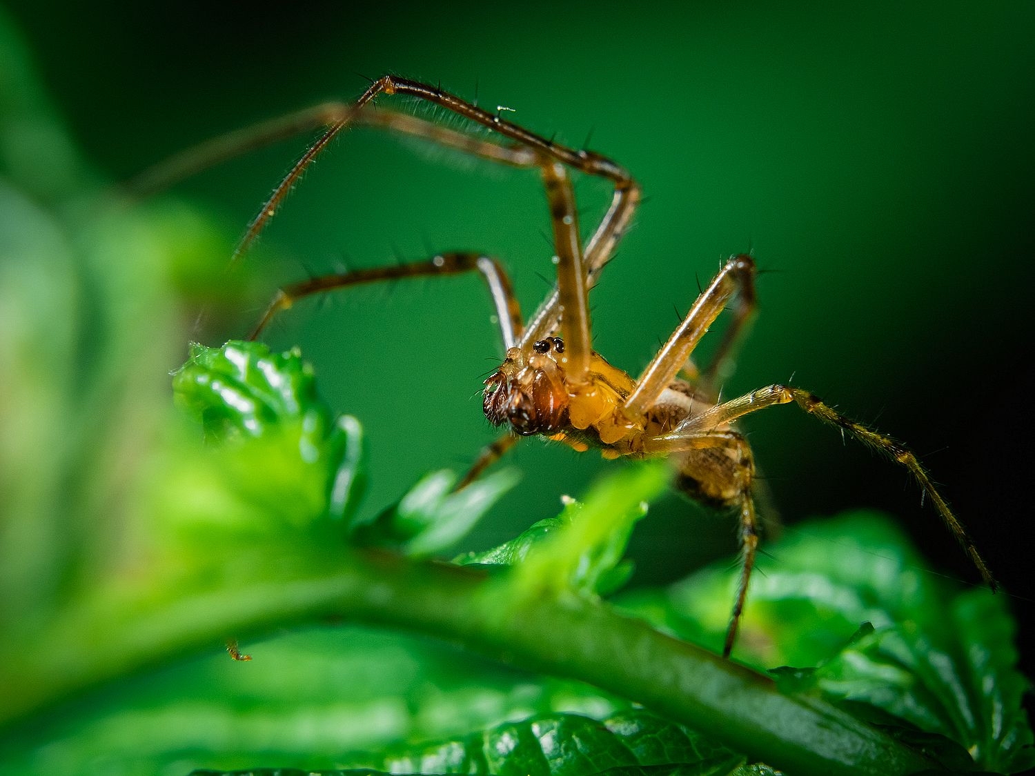 spider - My, Macro photography, Spider, The photo, Nature, Summer, Hobby, Longpost