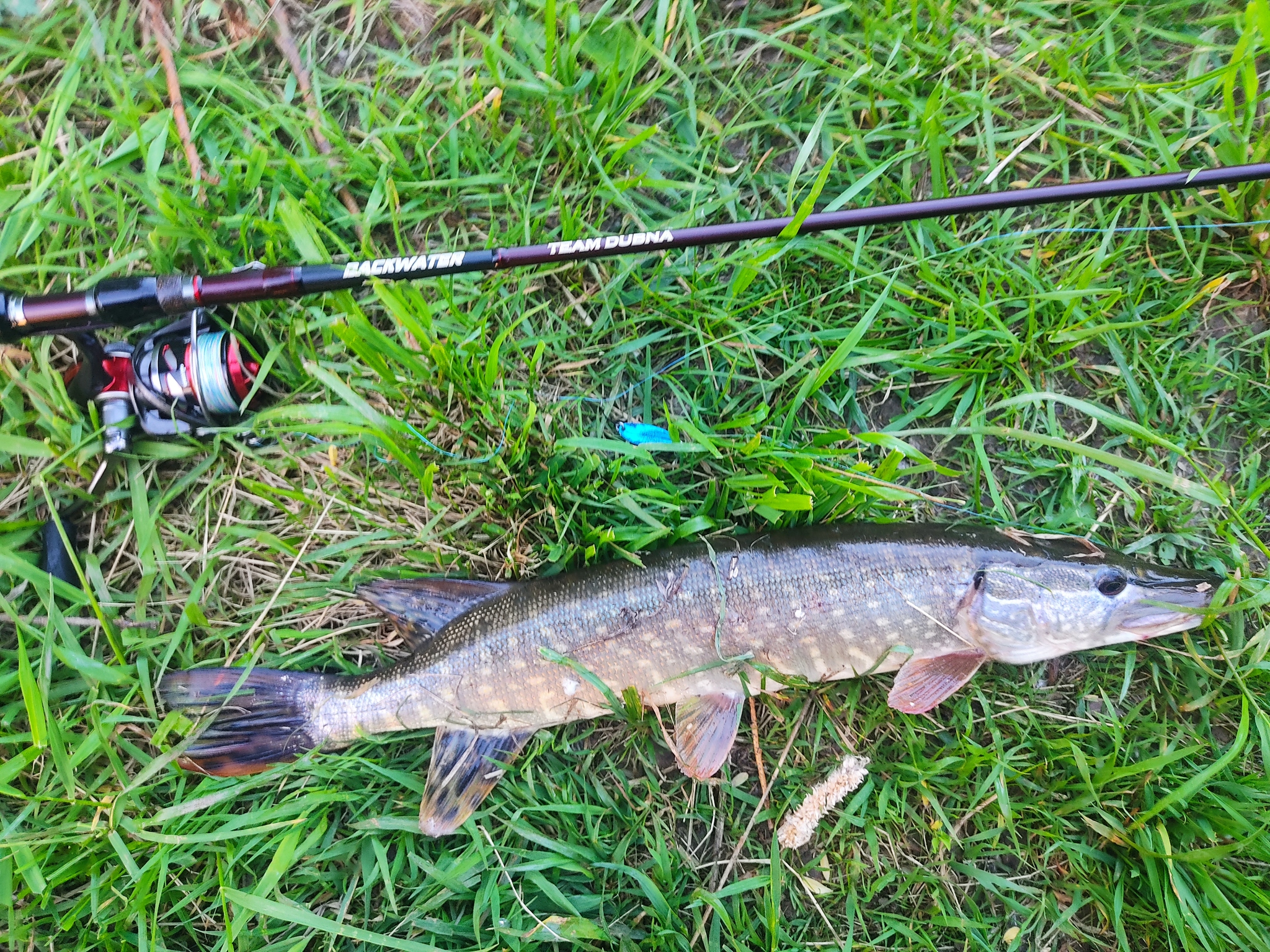 May revives. - My, Fishing, A fish, Pike, Carp, Asp, The photo, Longpost