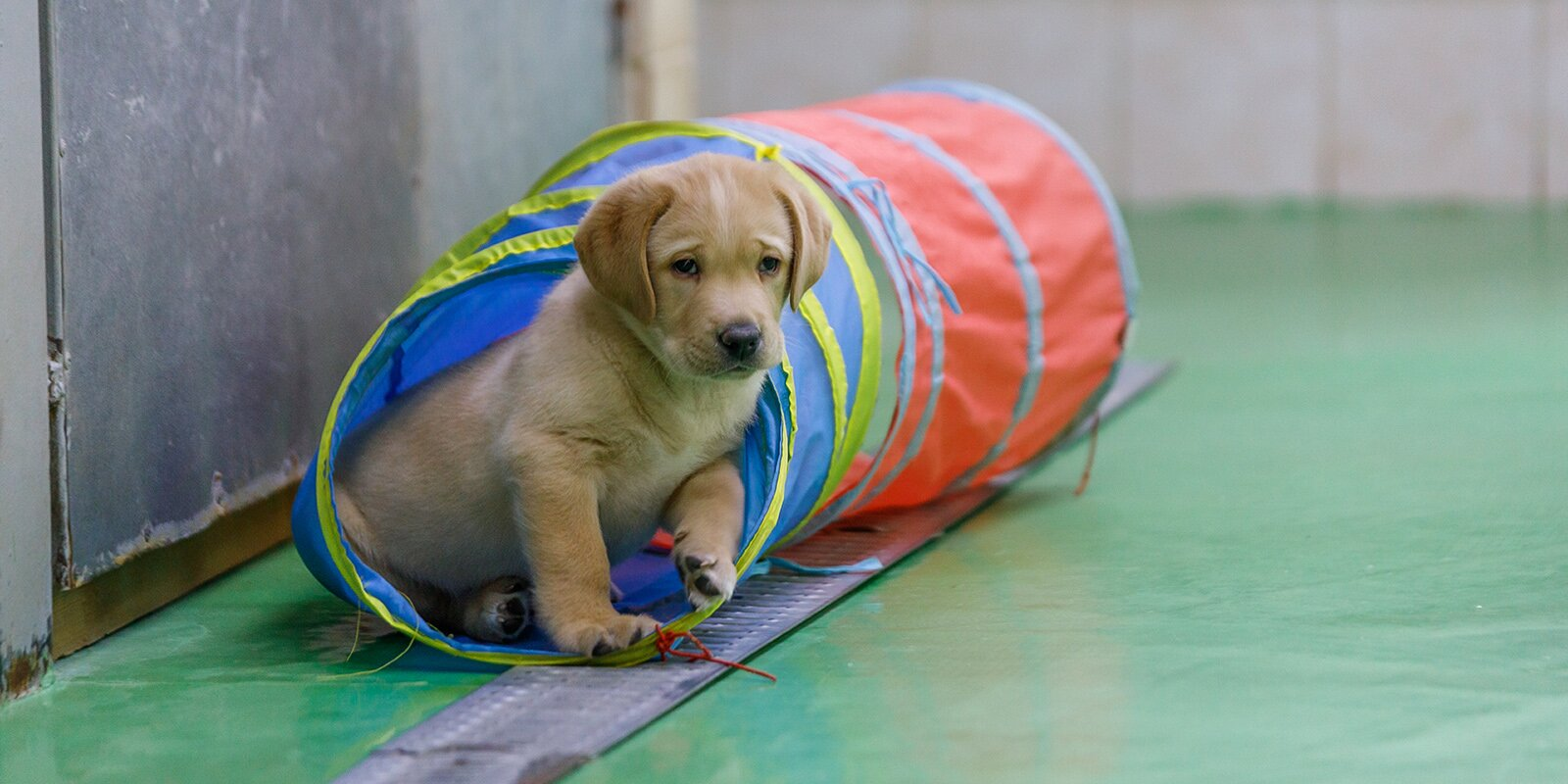 Four-legged helpers: how guide dogs are prepared for blind people - Animals, Dog, Guide-dog, Guide, Moscow, Longpost