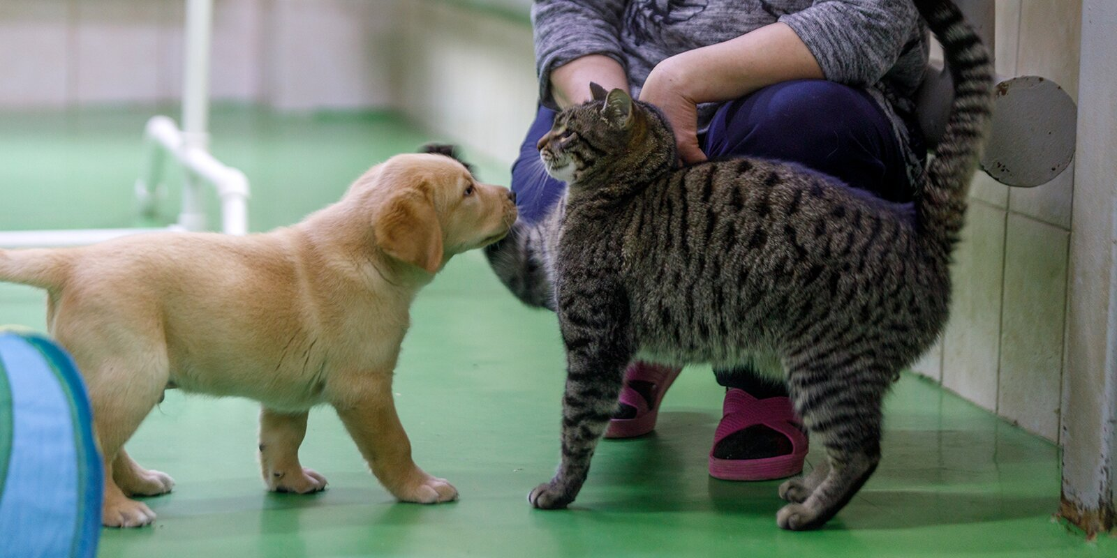 Four-legged helpers: how guide dogs are prepared for blind people - Animals, Dog, Guide-dog, Guide, Moscow, Longpost