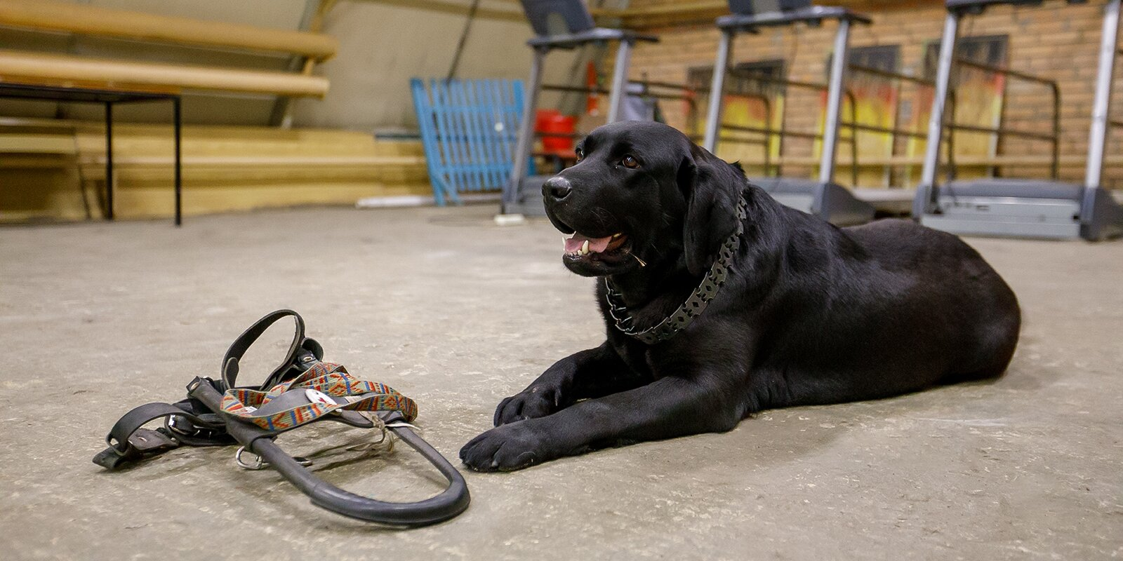 Four-legged helpers: how guide dogs are prepared for blind people - Animals, Dog, Guide-dog, Guide, Moscow, Longpost