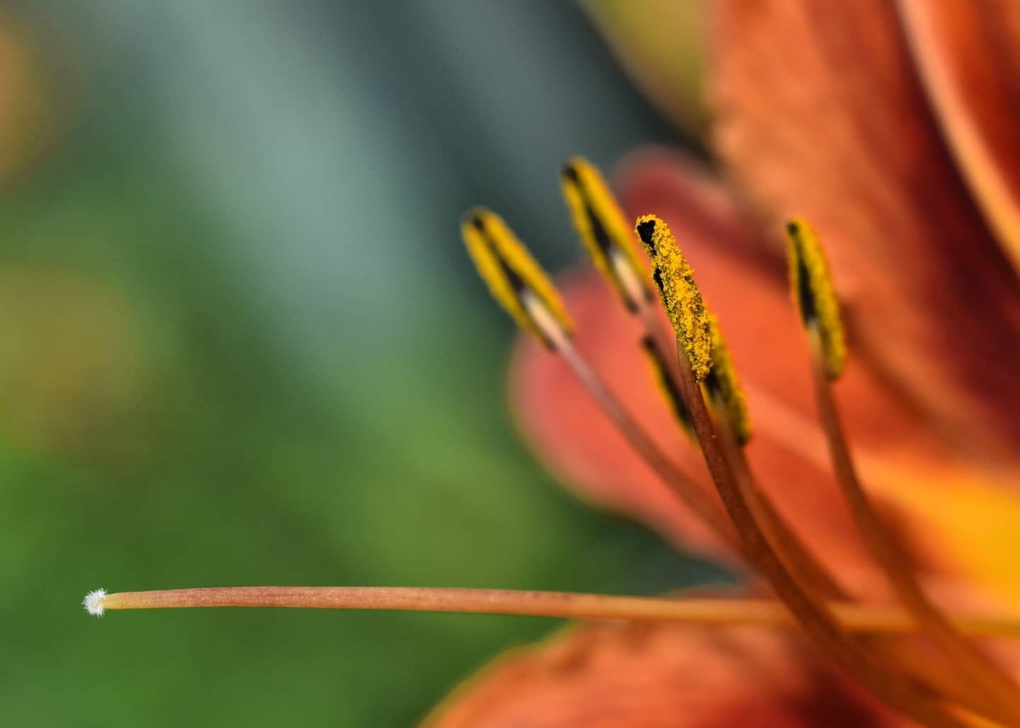 Grass and other animals - My, Bumblebee, Dragonfly, Flowers, The photo, Quince, Longpost