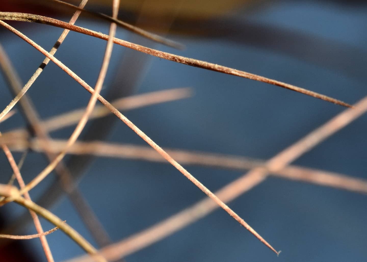 Grass and other animals - My, Bumblebee, Dragonfly, Flowers, The photo, Quince, Longpost