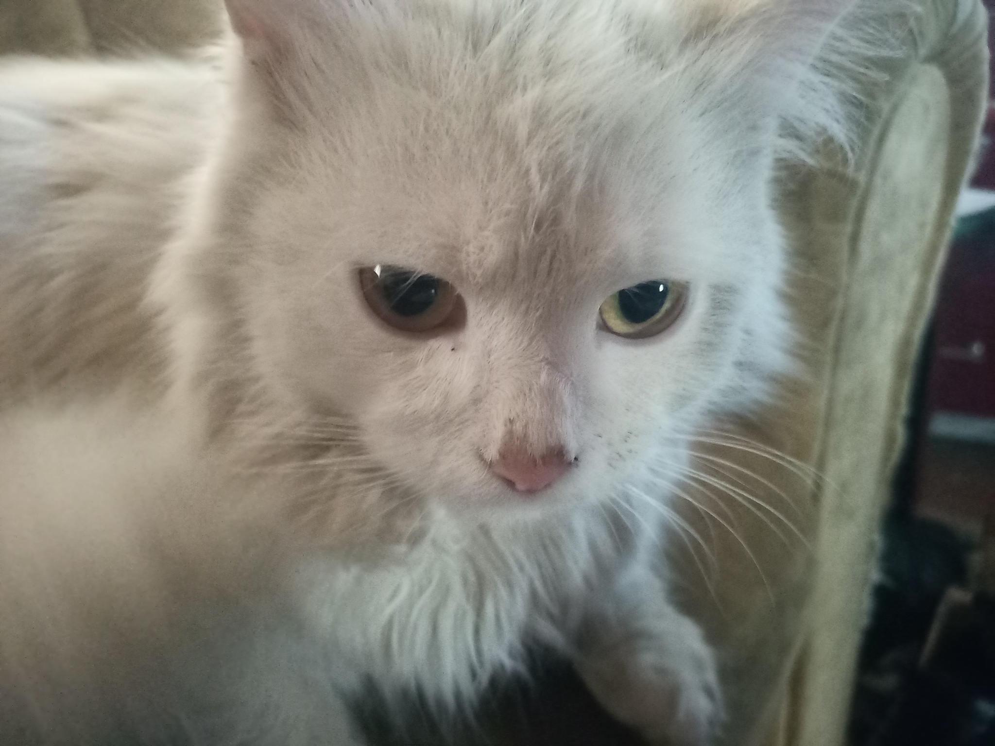 I am an angry, furry, white cat) - My, cat, Mobile photography