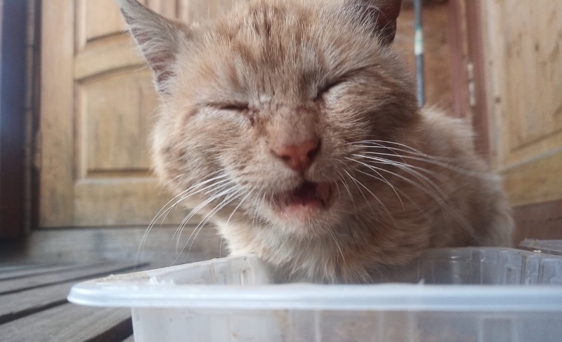 He still suffers from a homeless life - although his brother has been in the family for two years ... - My, Moscow, Moscow region, Подмосковье, Troitsk, Krasnaya Pakhra, cat, Helping animals, Help, Homeless animals, No rating, Longpost, In good hands, Animal shelter, Lost, Animal Rescue, The rescue, The strength of the Peekaboo