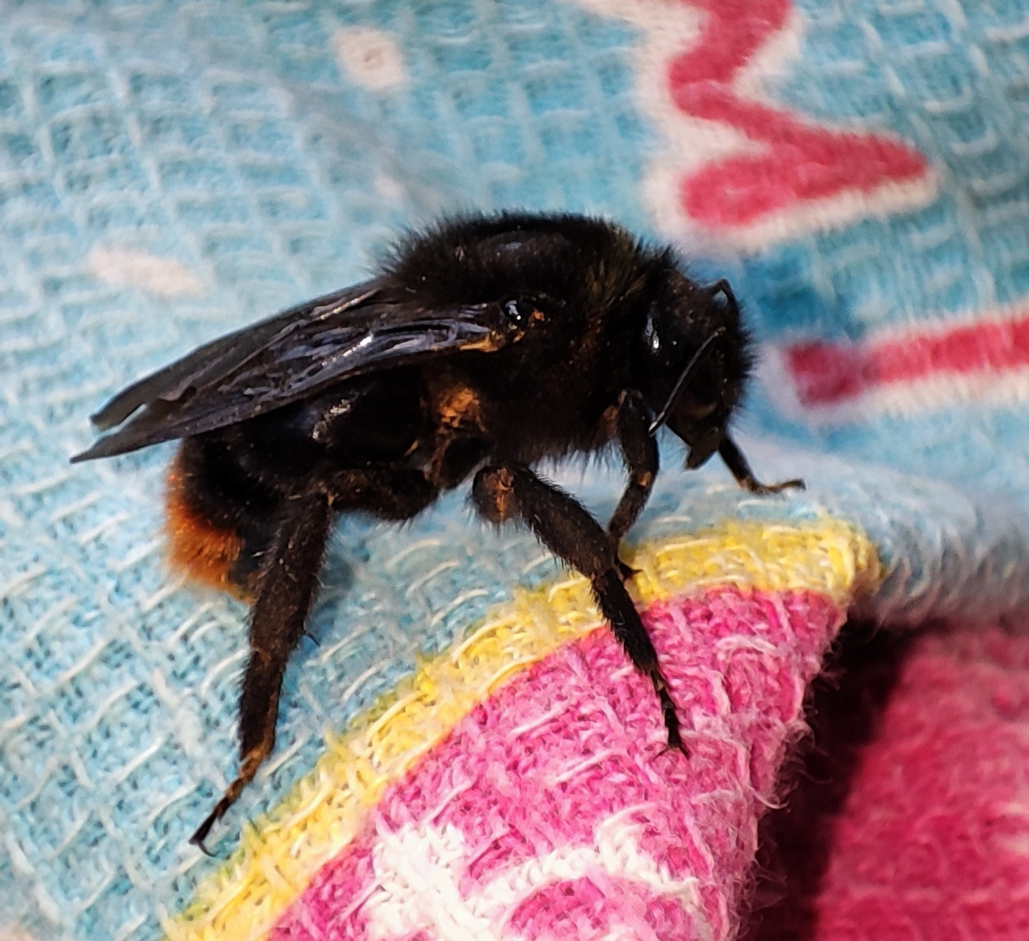 Black terror on my head - My, Insects, Who is this?, Longpost