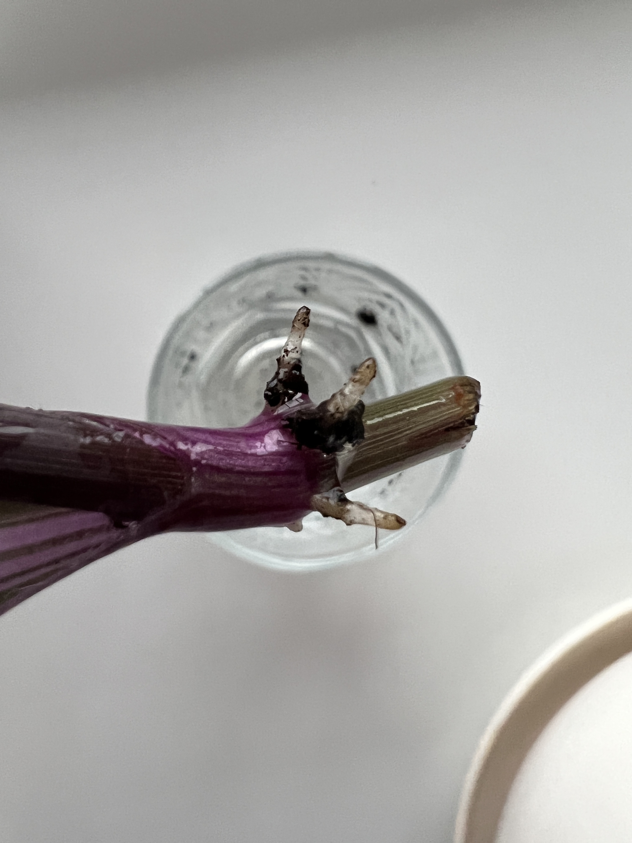 Ditched the stalk of Tradescantia root? - Houseplants, Tradescantia, Longpost