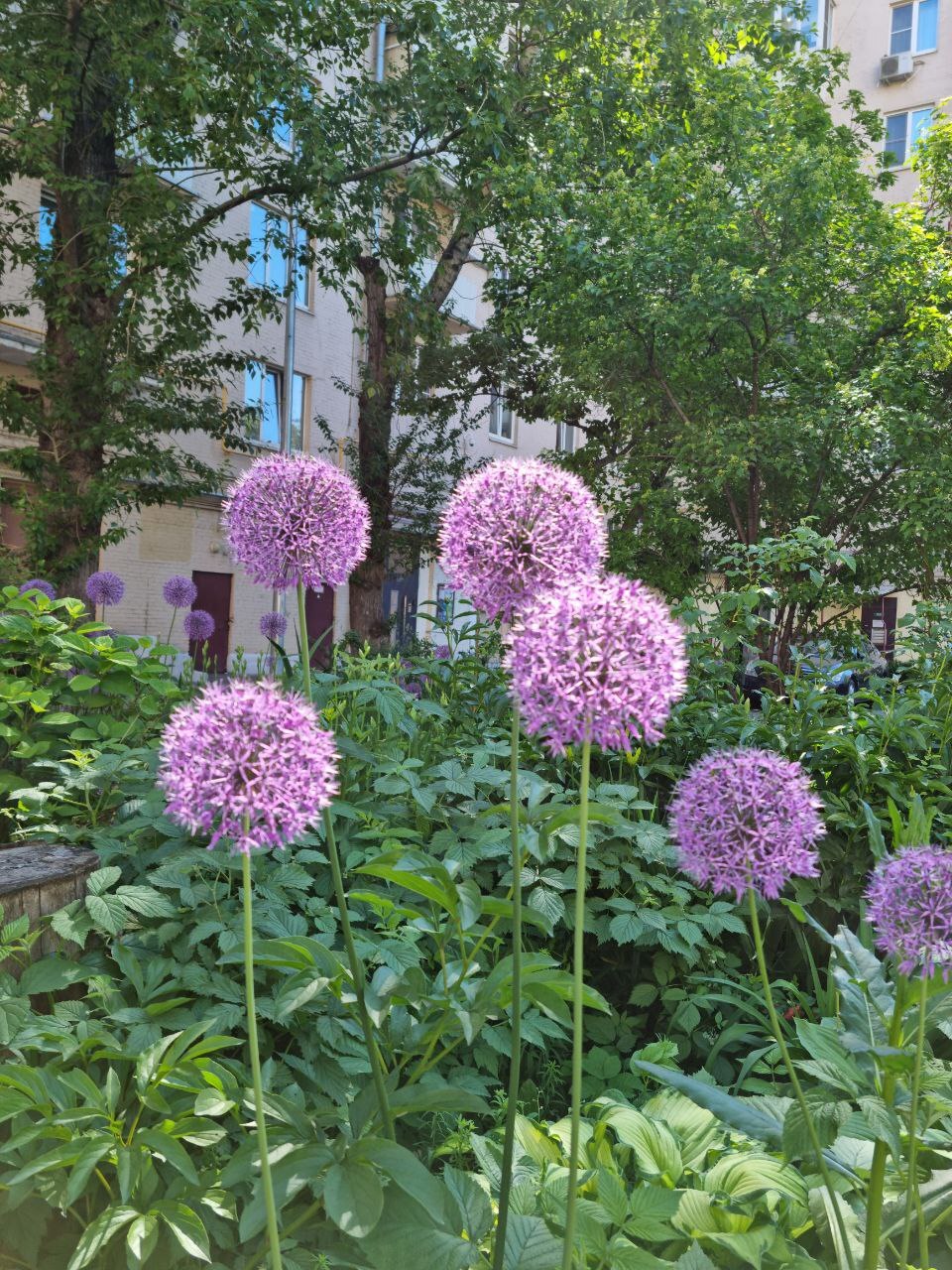 Lilac and dandelion in one flower - My, Flowers, Dandelion, Lilac, Plants, Longpost