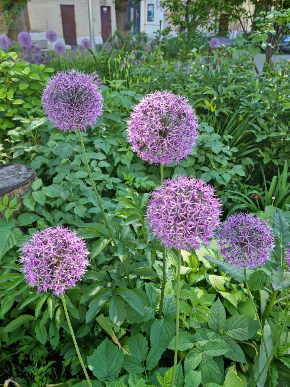 Lilac and dandelion in one flower - My, Flowers, Dandelion, Lilac, Plants, Longpost