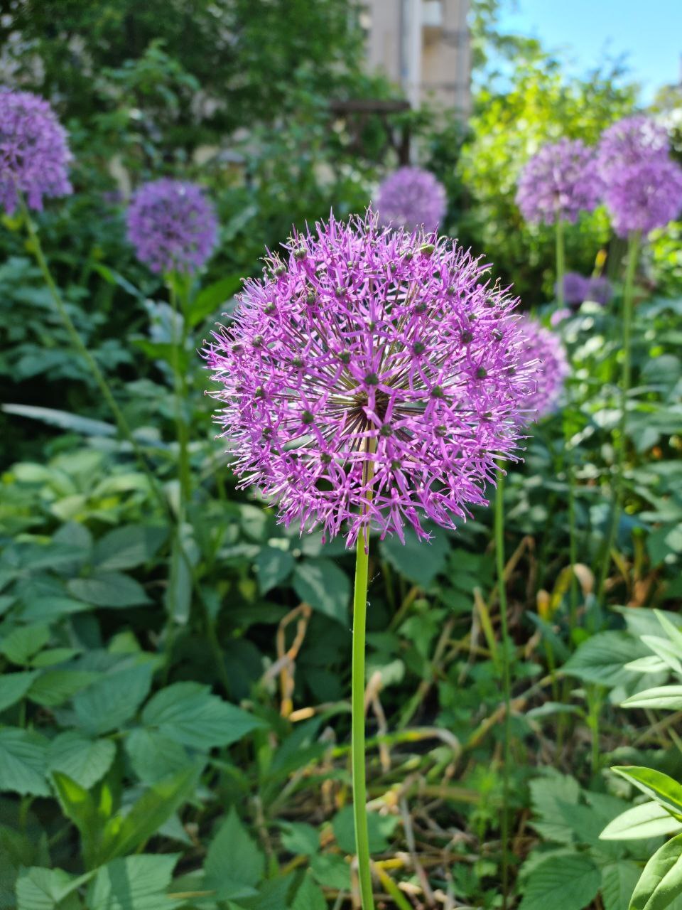 Lilac and dandelion in one flower - My, Flowers, Dandelion, Lilac, Plants, Longpost