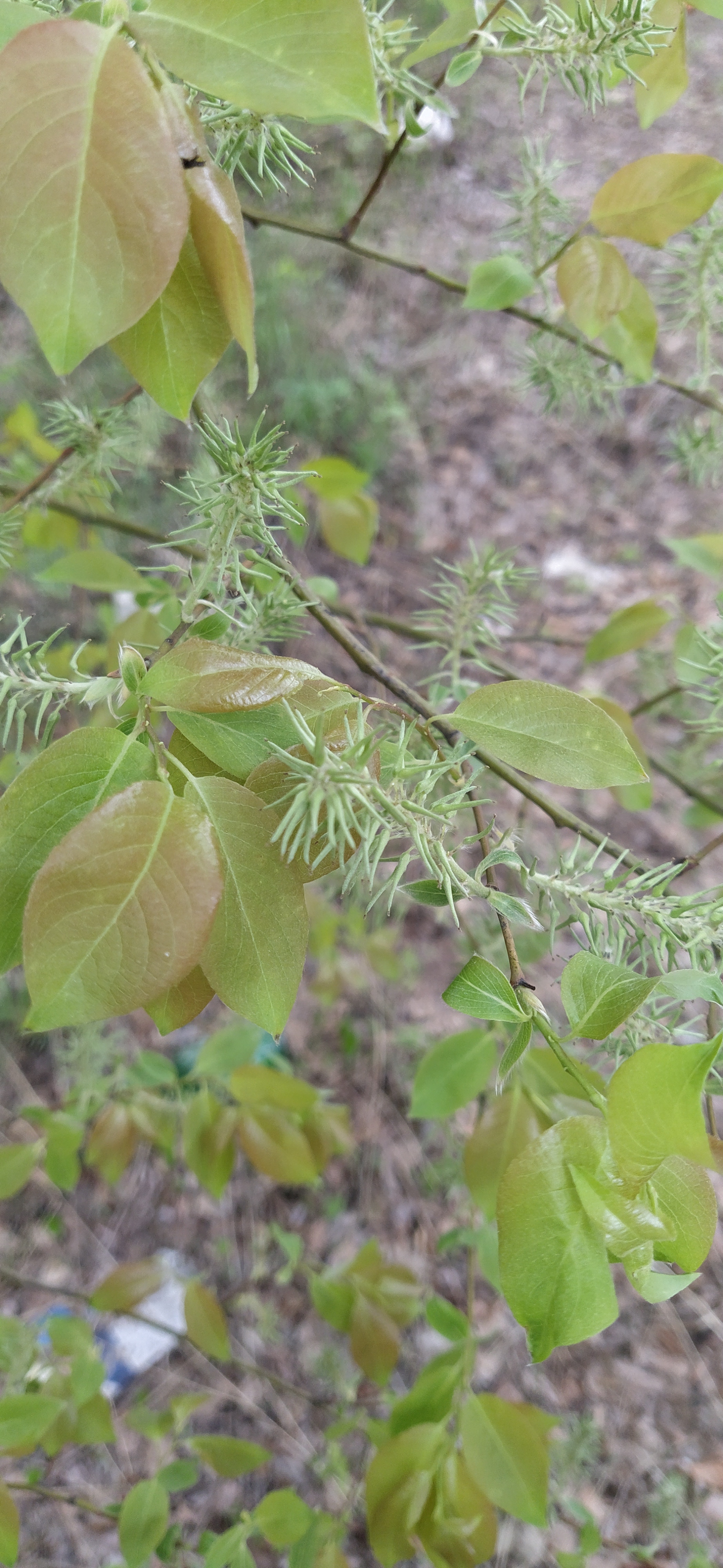 Help identify a tree - Tree, Question, Longpost