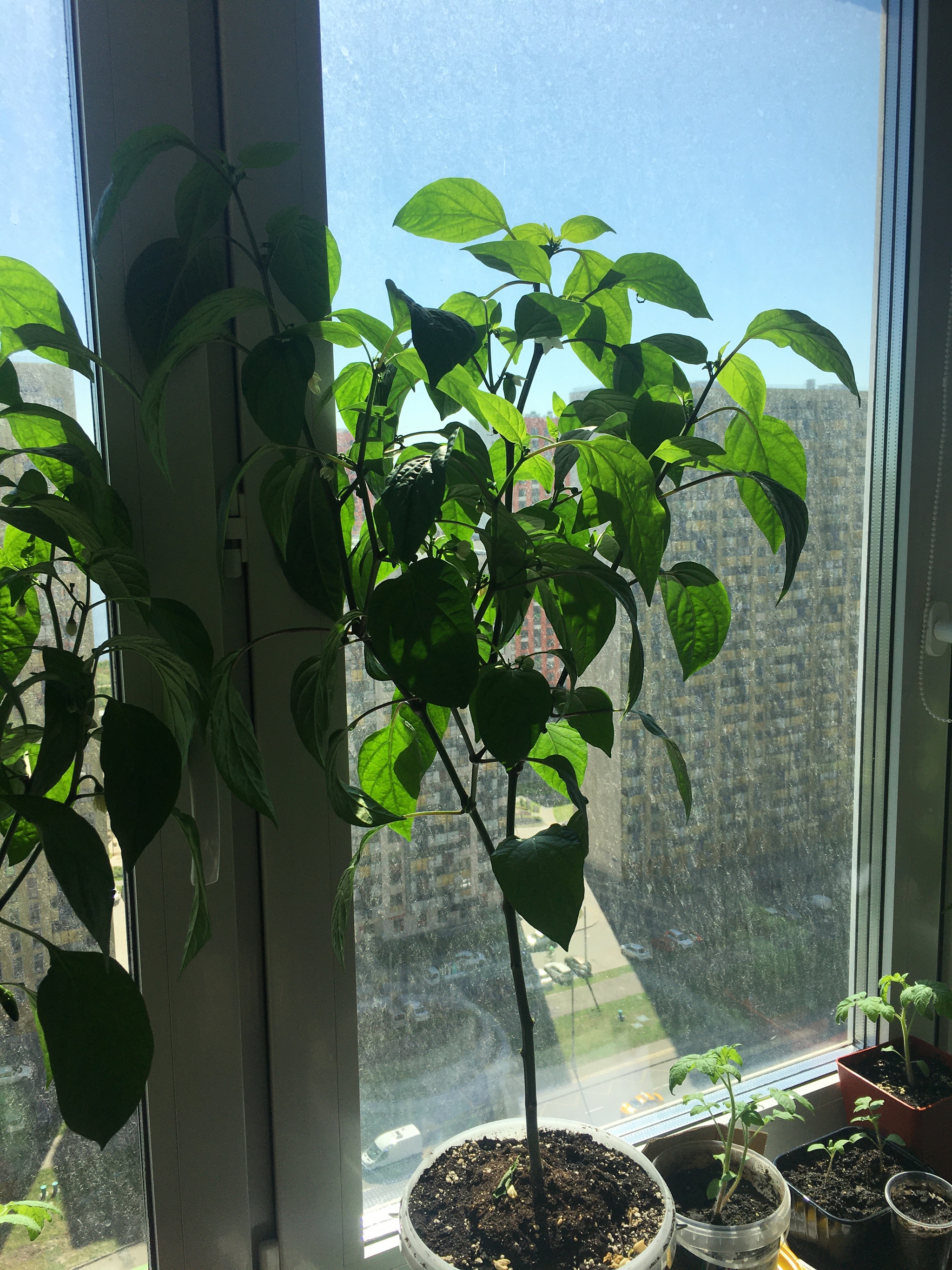 My successes after 23 days - My, Hot peppers, Houseplants, Pepper farming, Carolinian Reaper, Jalapeno, Longpost, Carolina Reaper