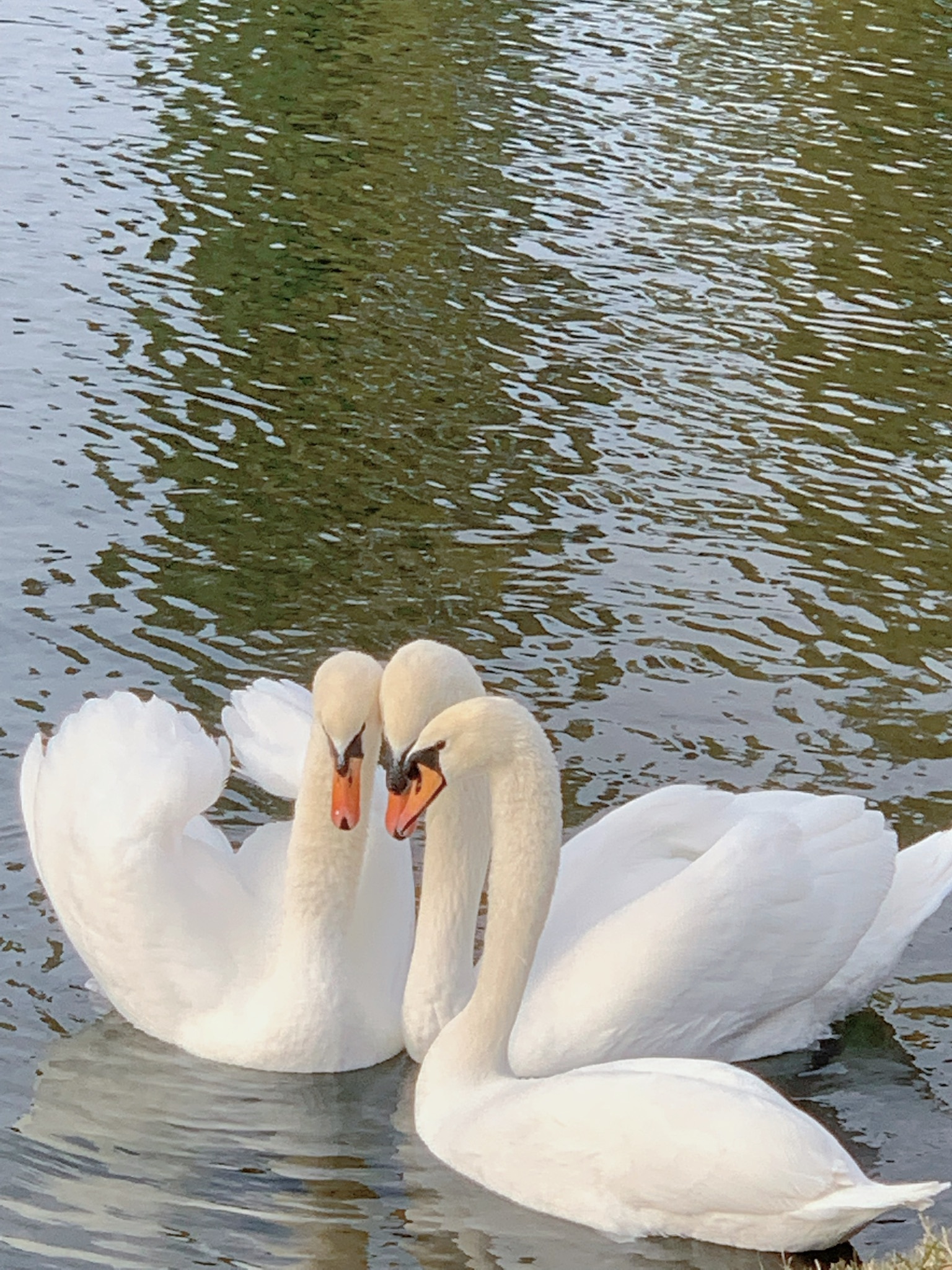 Trio - My, Swans, Nature