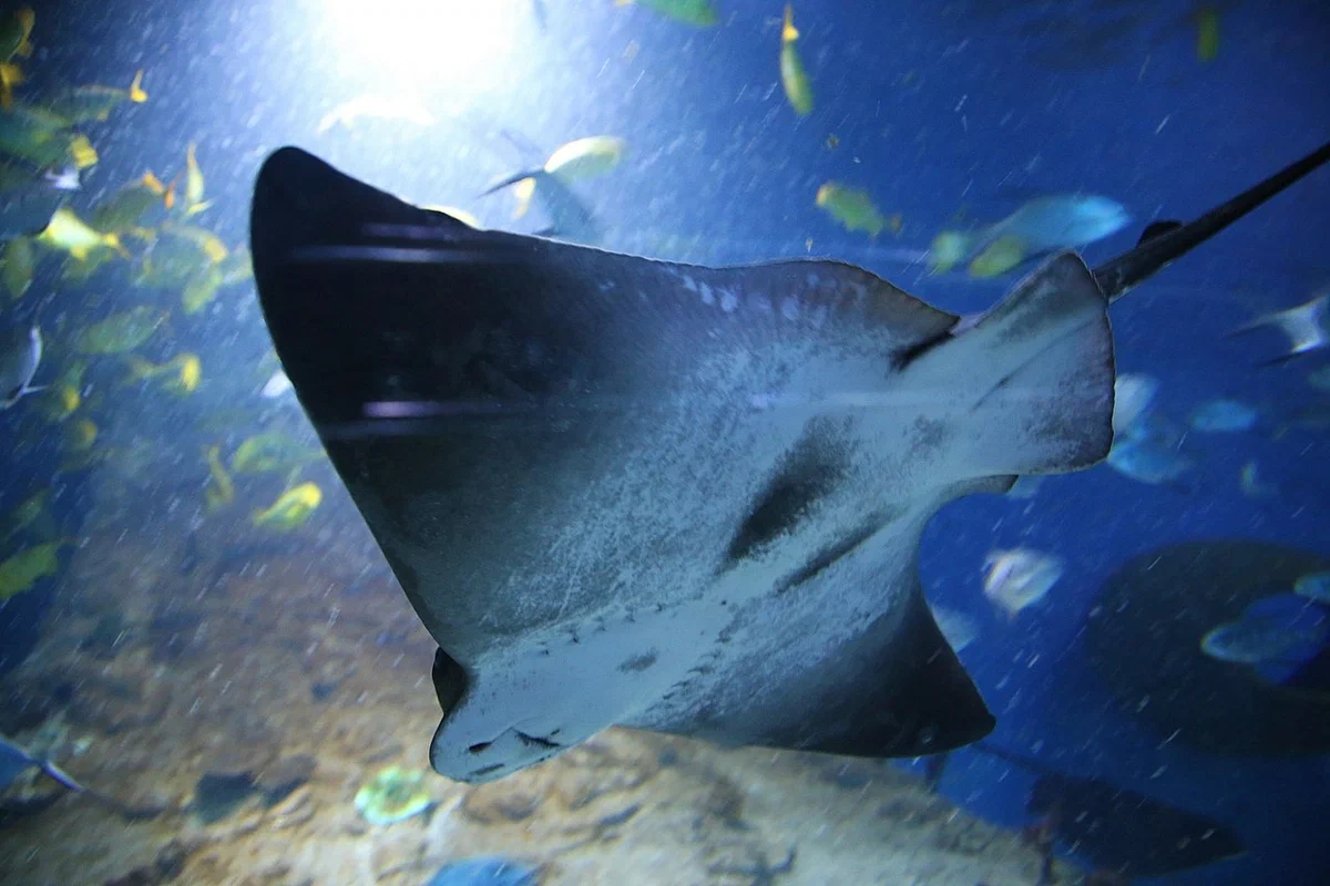 The closest relatives of sharks - My, Ecology, Informative, Research, Nature, The nature of Russia, Kamchatka, Marine life, Longpost