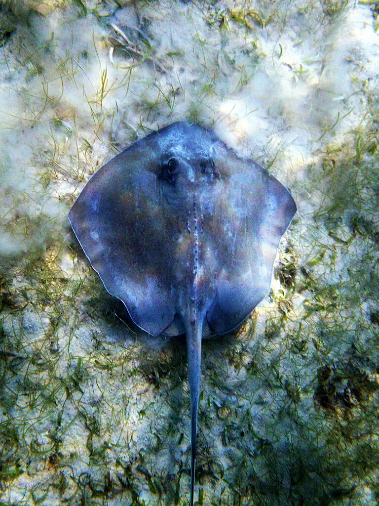 The closest relatives of sharks - My, Ecology, Informative, Research, Nature, The nature of Russia, Kamchatka, Marine life, Longpost