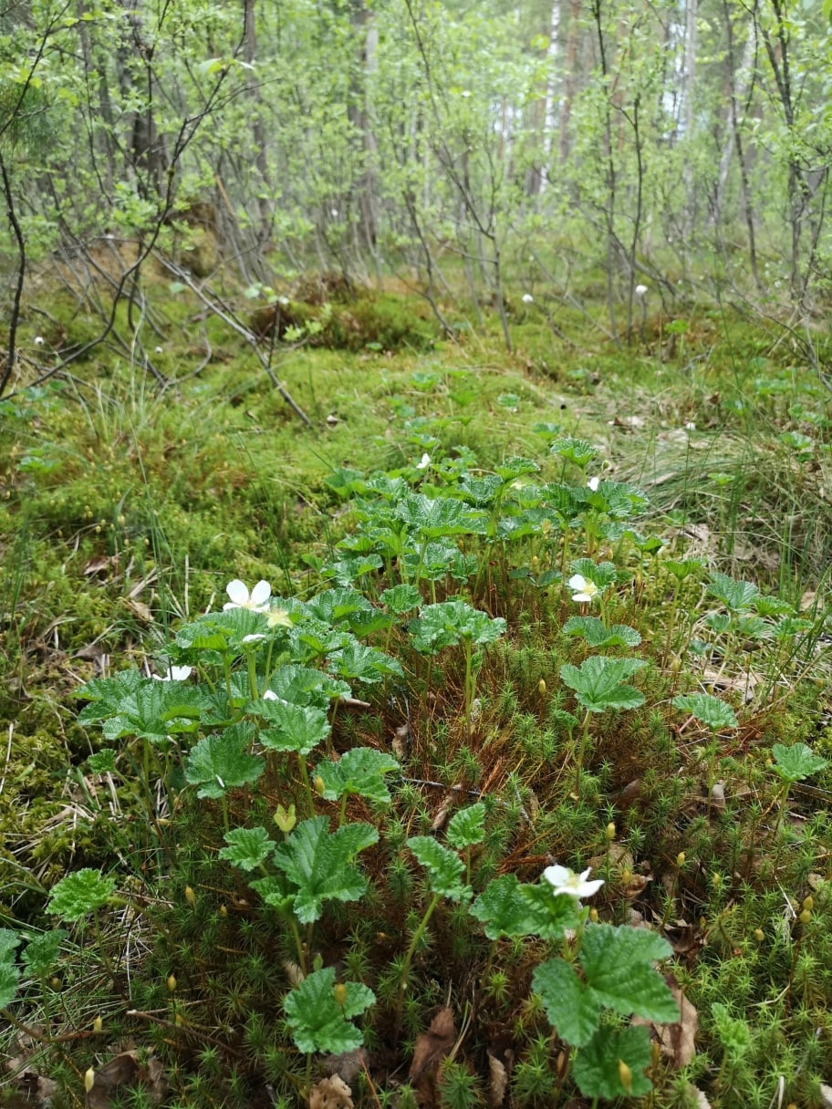 On the 350th birthday of PETER THE GREAT - in the midst of the flowering of the royal berry - cloudberries - My, The nature of Russia, wildlife, beauty of nature, Cloudberry, Each creature has a pair, Pavel Glazkov, Longpost