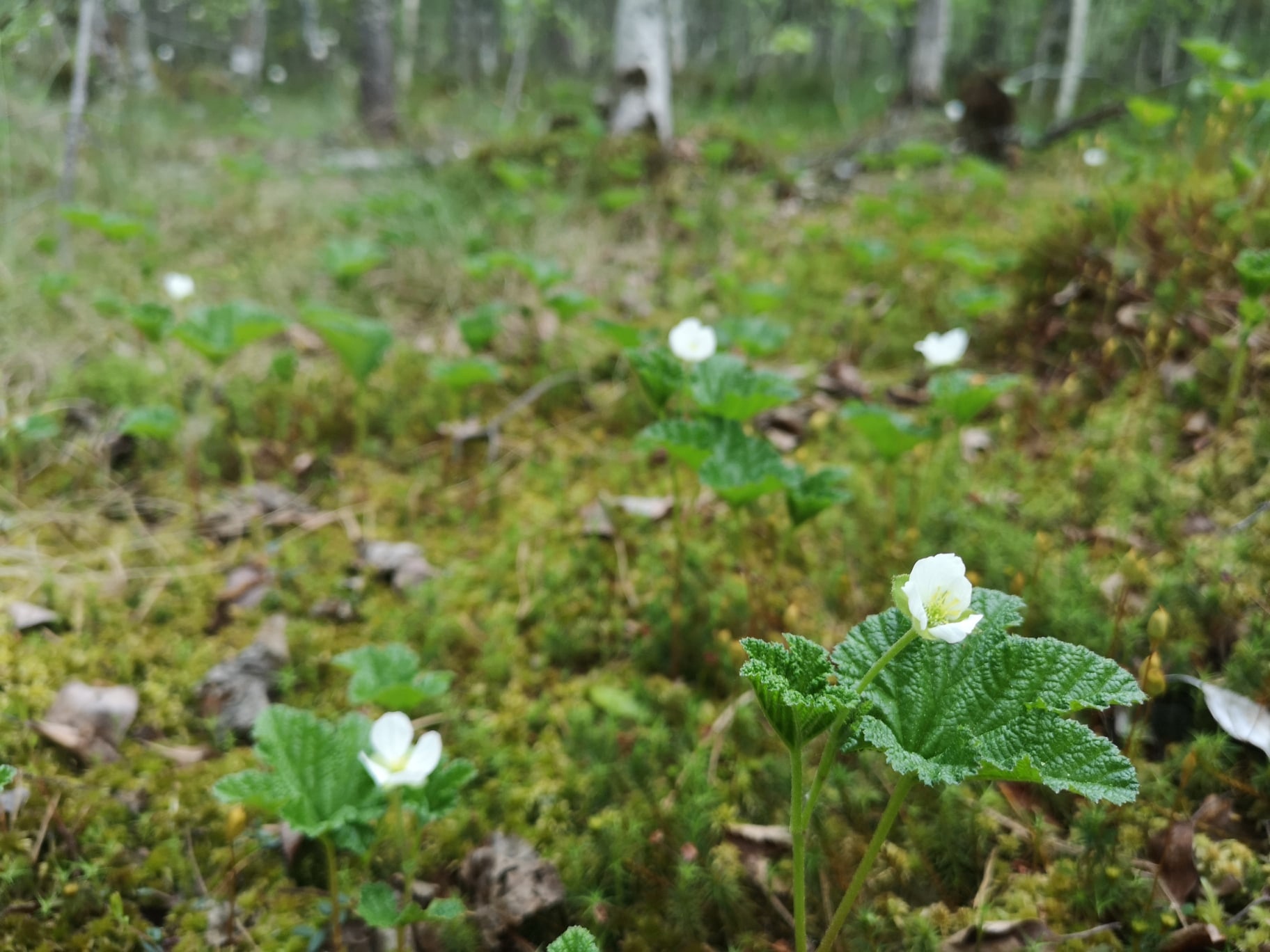 On the 350th birthday of PETER THE GREAT - in the midst of the flowering of the royal berry - cloudberries - My, The nature of Russia, wildlife, beauty of nature, Cloudberry, Each creature has a pair, Pavel Glazkov, Longpost