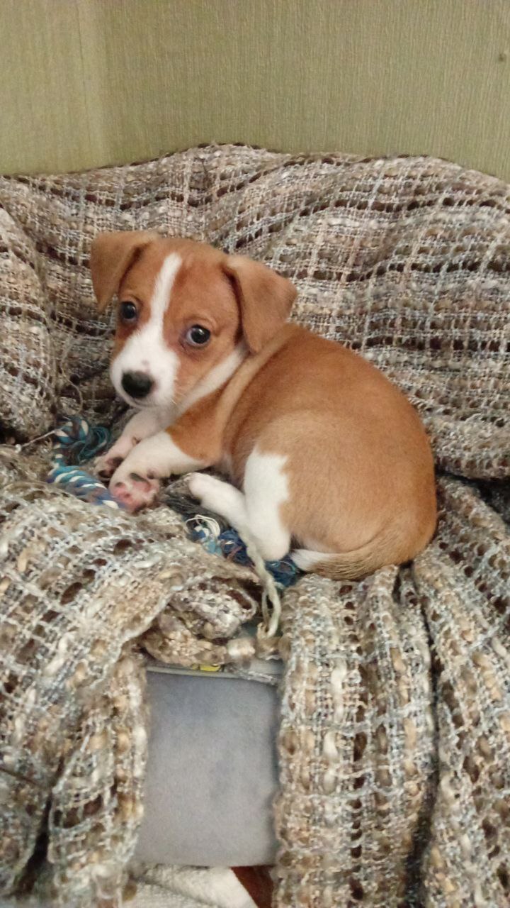 Replenishment - My, Milota, Dog, Jack Russell Terrier, Puppies, Longpost