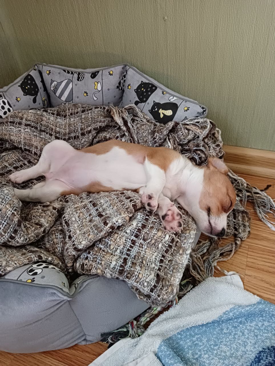 Replenishment - My, Milota, Dog, Jack Russell Terrier, Puppies, Longpost