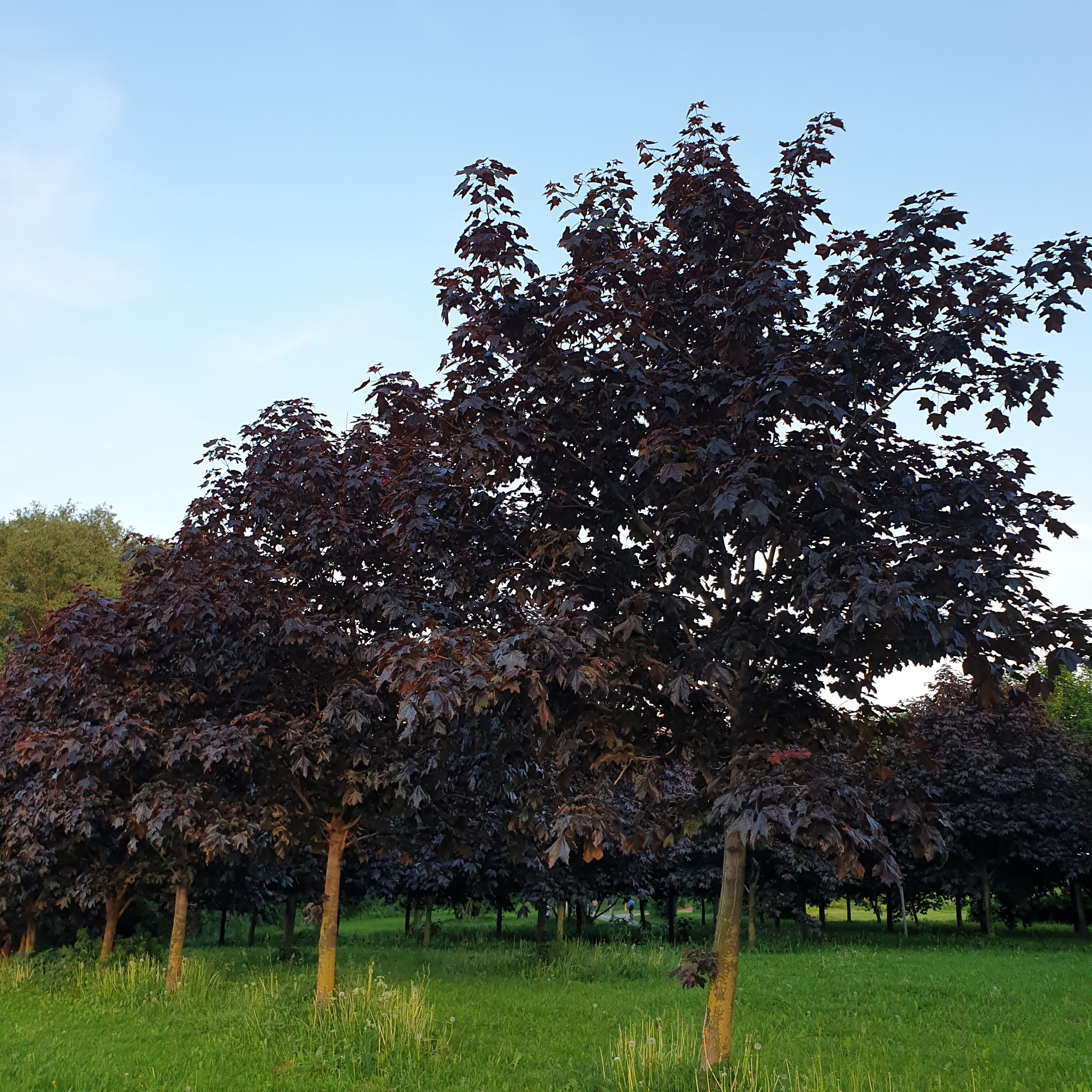 In the park - My, Bloom, The park, Moscow, Maple, Red viburnum, Evening, Summer, Longpost