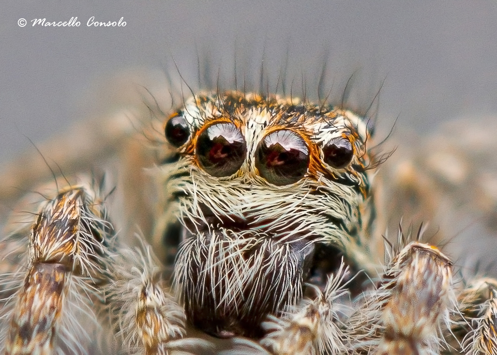 Lloth #29.10(Flip-flap) - My, Spider, Jumping spider, Milota, Longpost