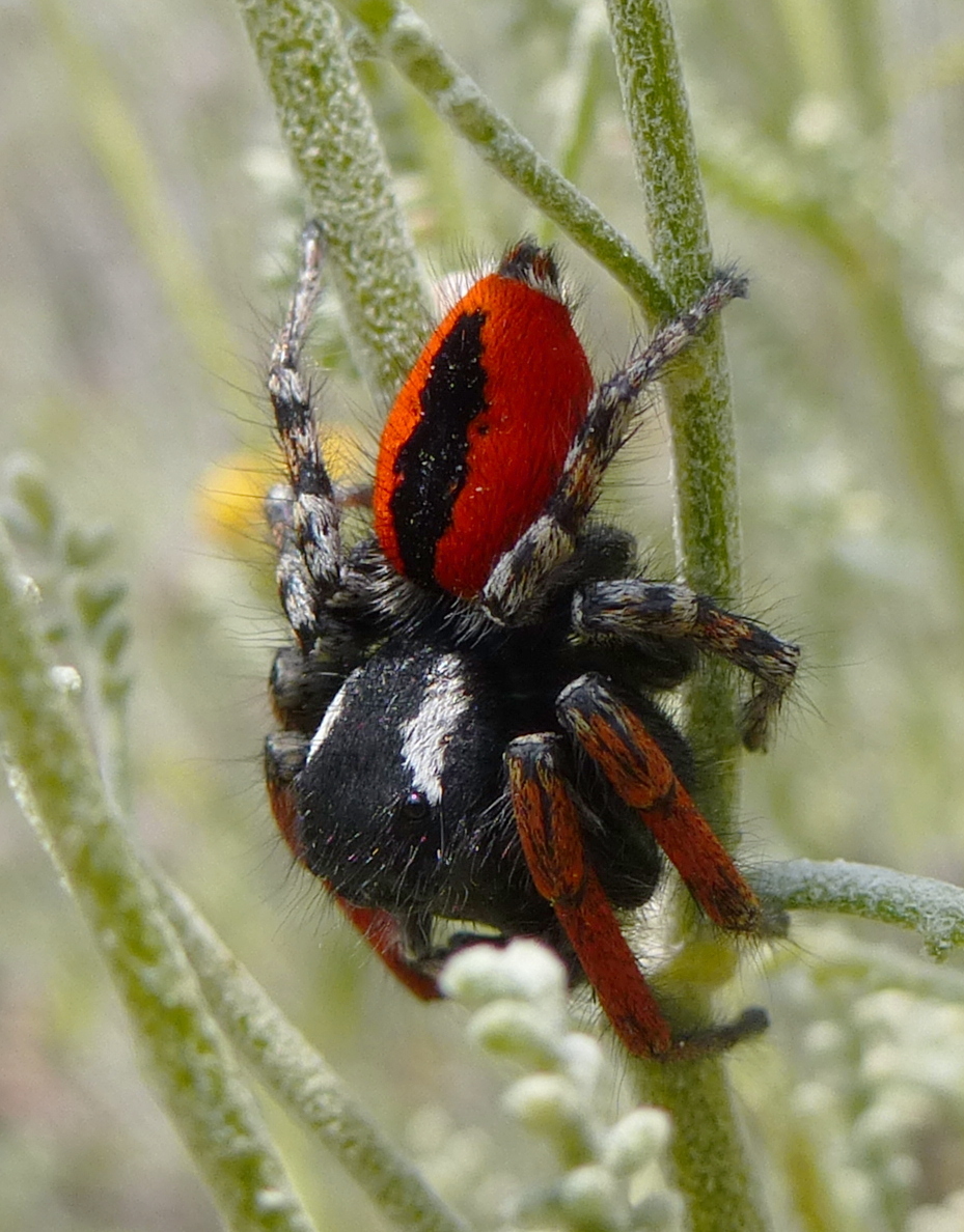 Lloth #29.10(Flip-flap) - My, Spider, Jumping spider, Milota, Longpost