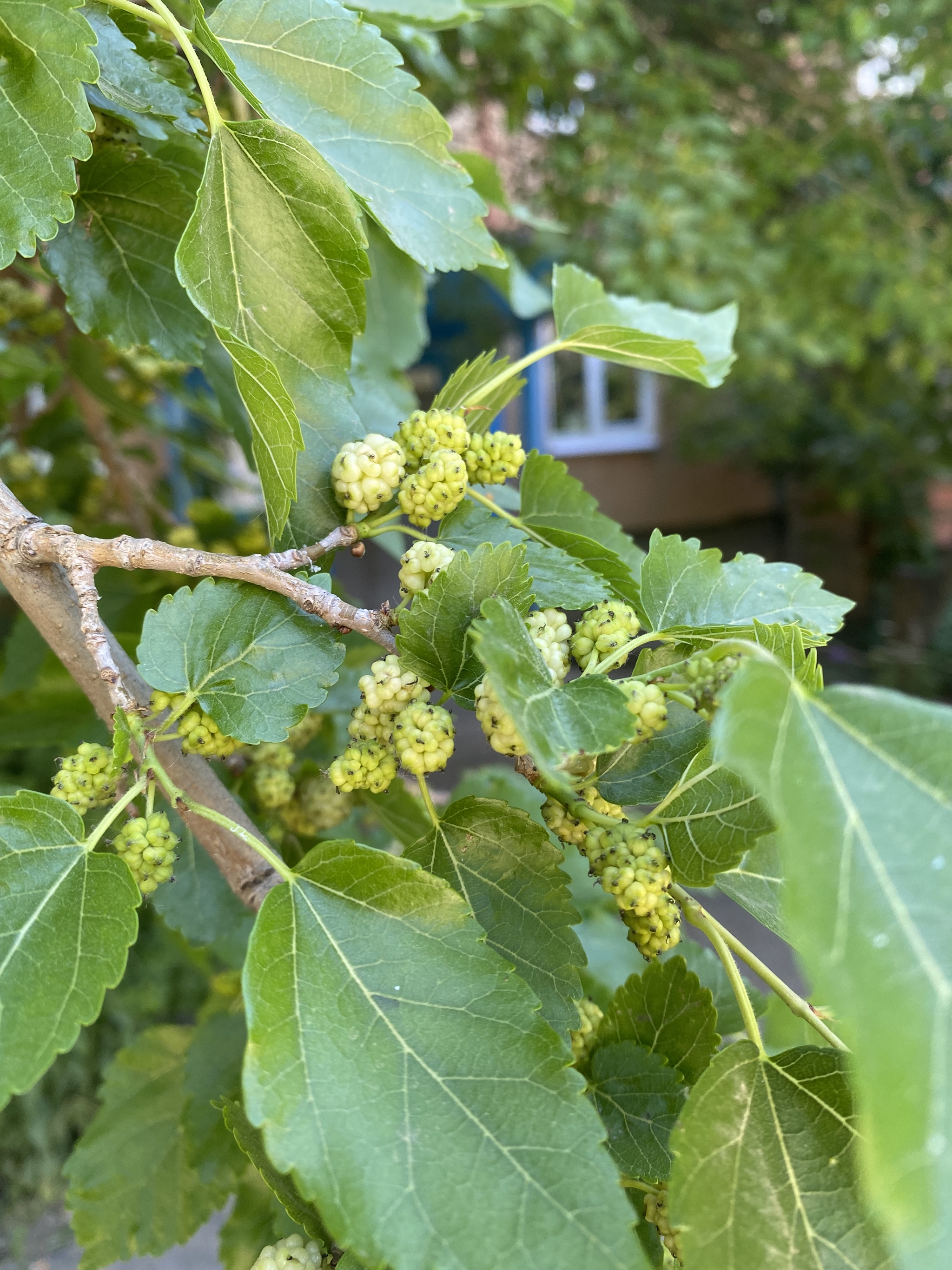 Soon - My, Mulberry, Berries, The photo