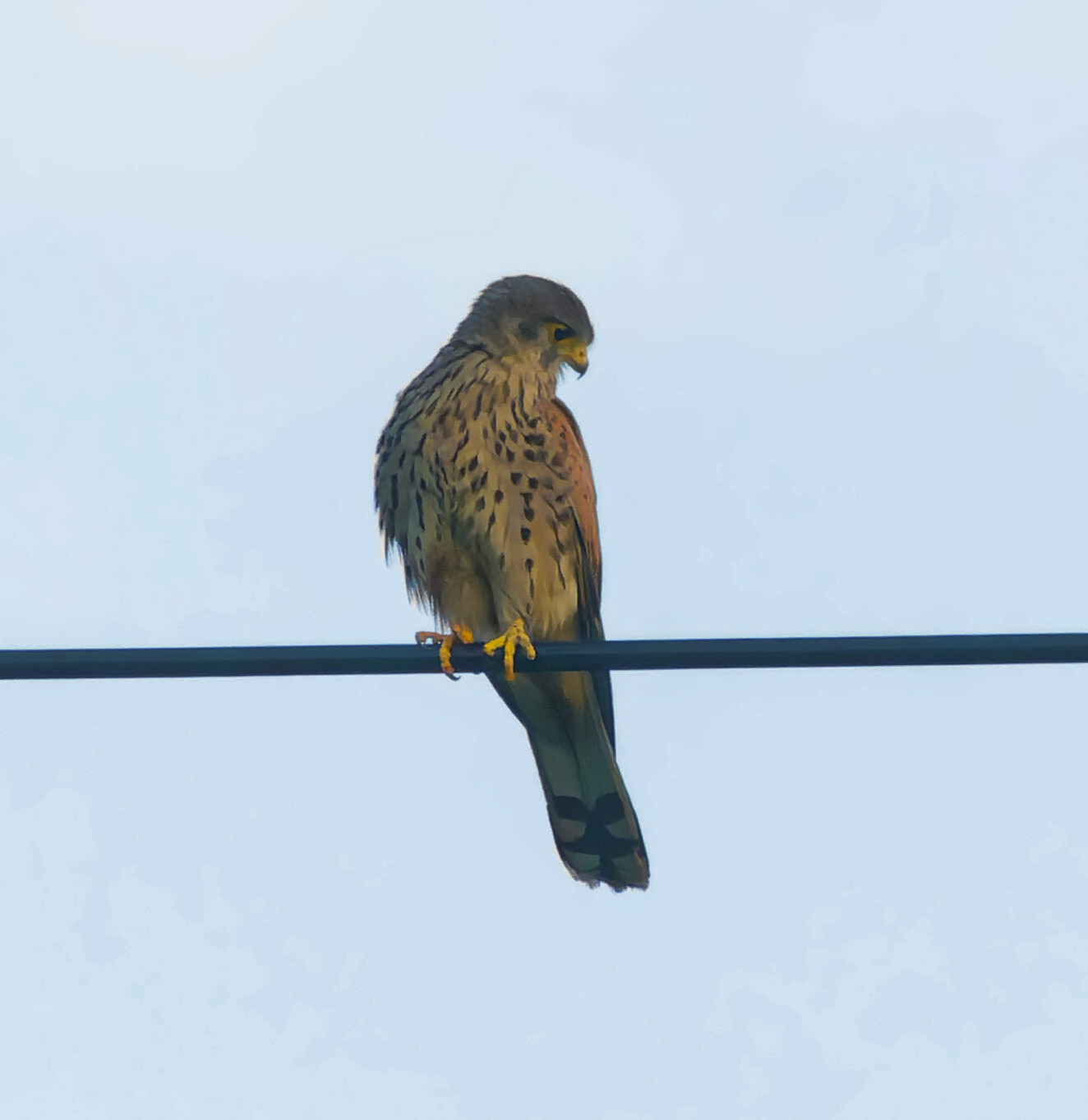 It was in the evening - My, Photo hunting, Nature, Hobby, Birds, The nature of Russia, Predator birds, Ornithology, beauty of nature, Kestrel, Longpost