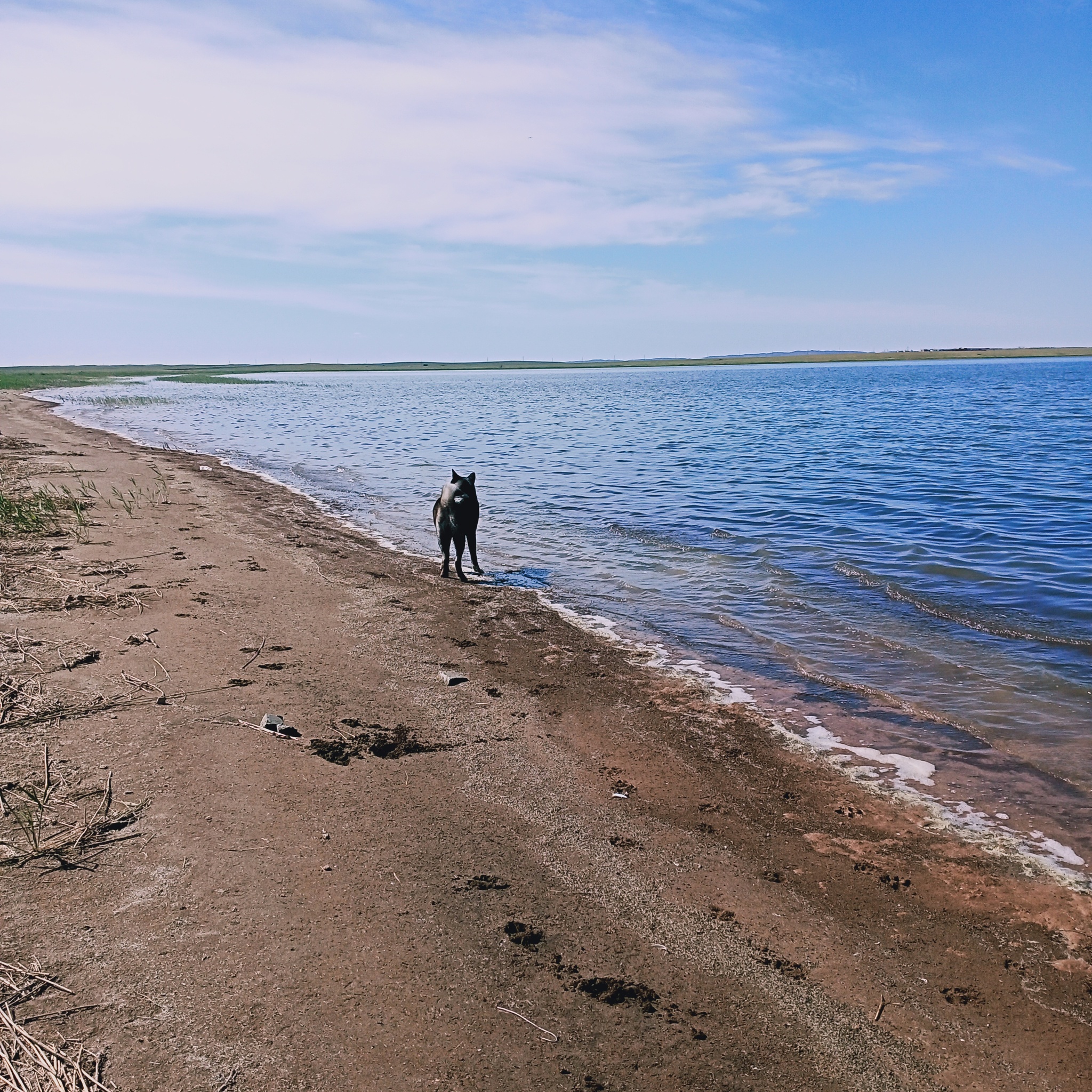 Should I take my pet with me to nature? - My, Walk, Dog, Summer, American Akita, Leisure, Camping, Longpost