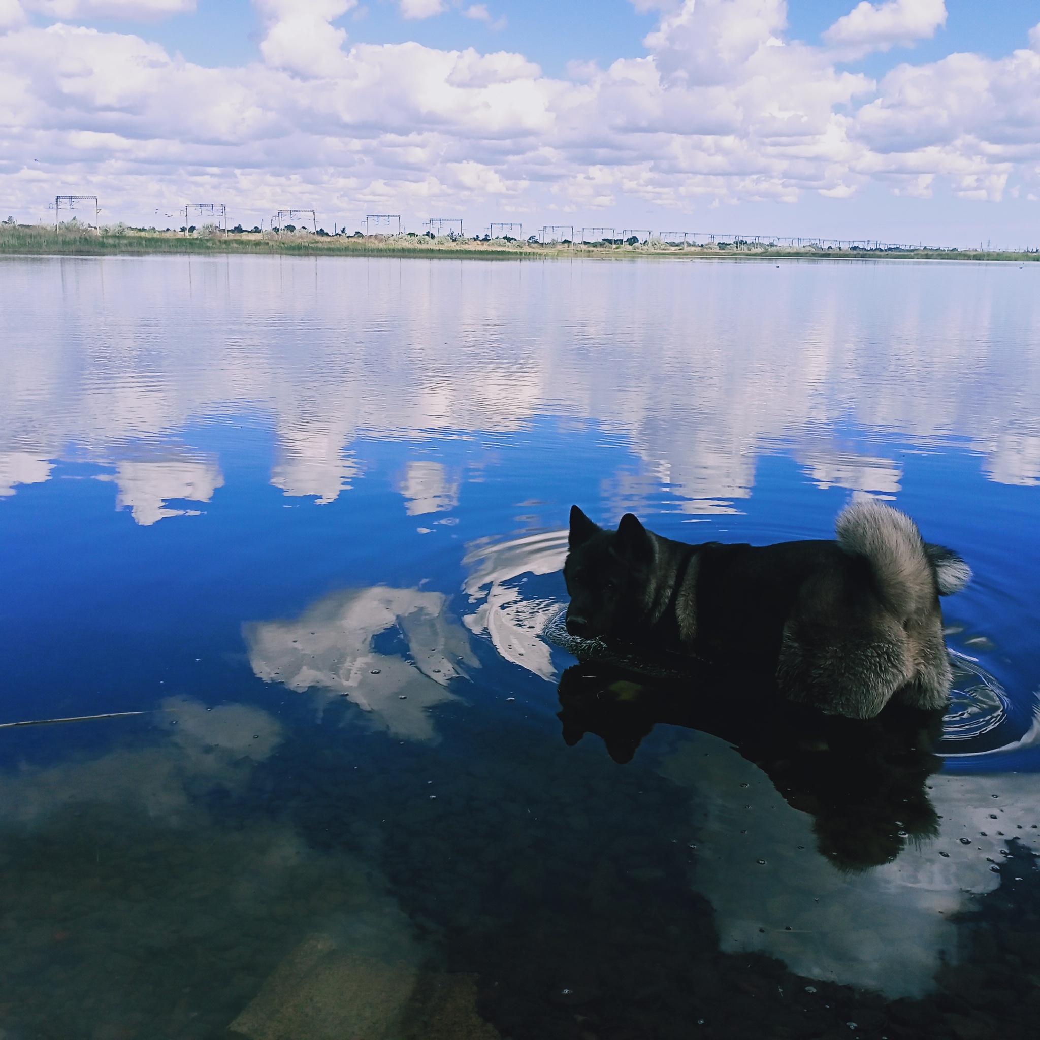 Should I take my pet with me to nature? - My, Walk, Dog, Summer, American Akita, Leisure, Camping, Longpost