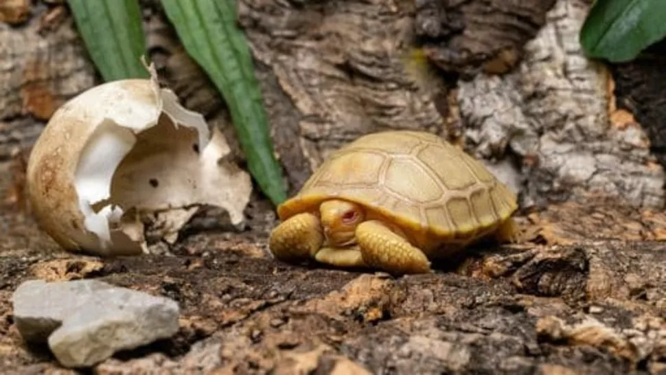 Rare albino turtle - Galapagos turtles, Young, Albino, Zoo, Switzerland, World-first, Turtle, Reptiles, Wild animals, Milota, Longpost