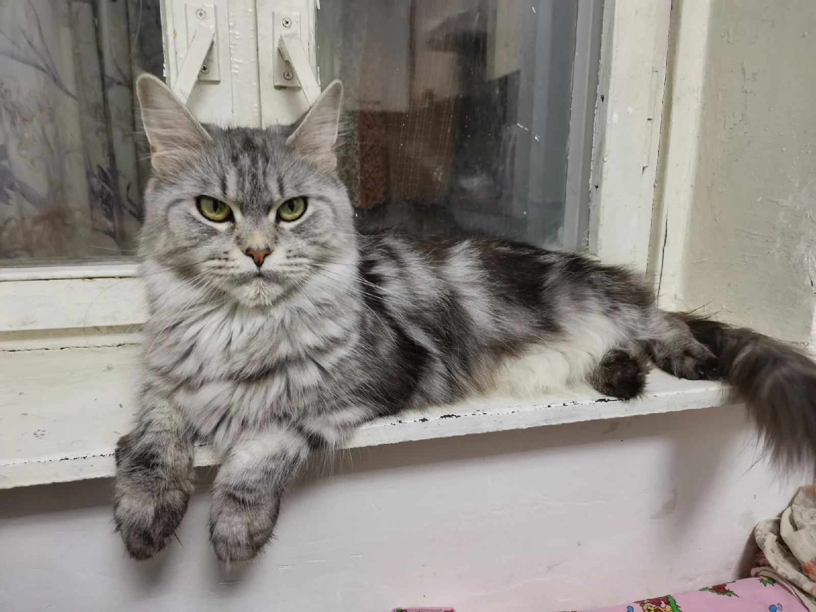 Missing Maine Coon family - cat, No rating, Lost, Maine Coon, Help, blue, Solnechnogorsk, Zelenograd, Andreevka, Longpost, Lost cat, Repost