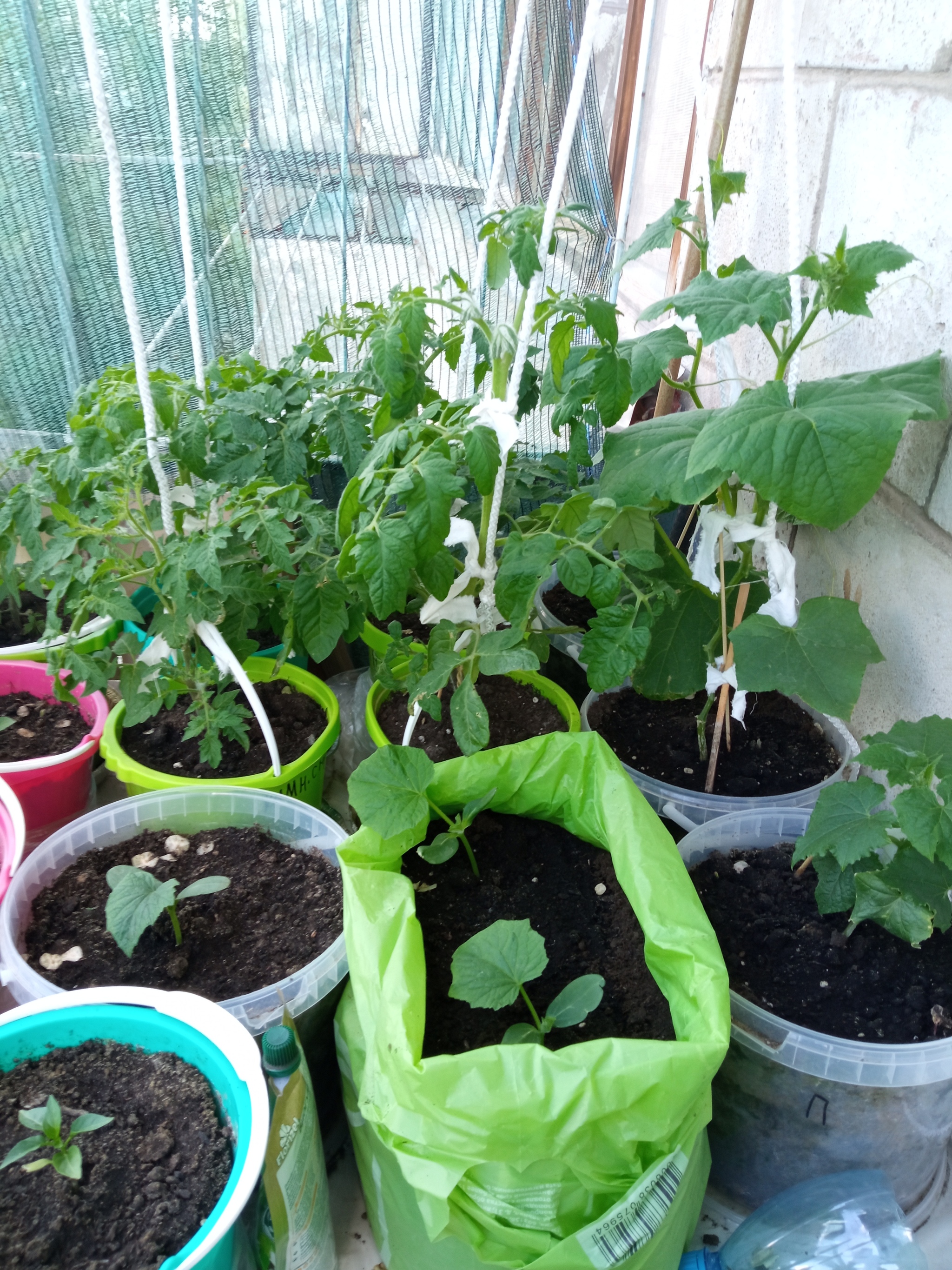 brag about a vegetable garden - My, Vegetable garden on the windowsill, Seedling, Longpost