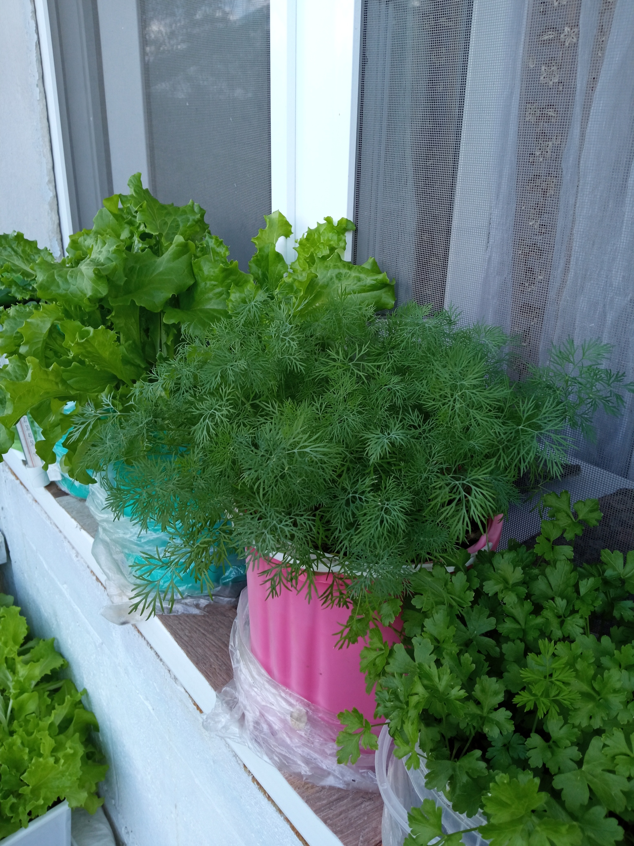 brag about a vegetable garden - My, Vegetable garden on the windowsill, Seedling, Longpost