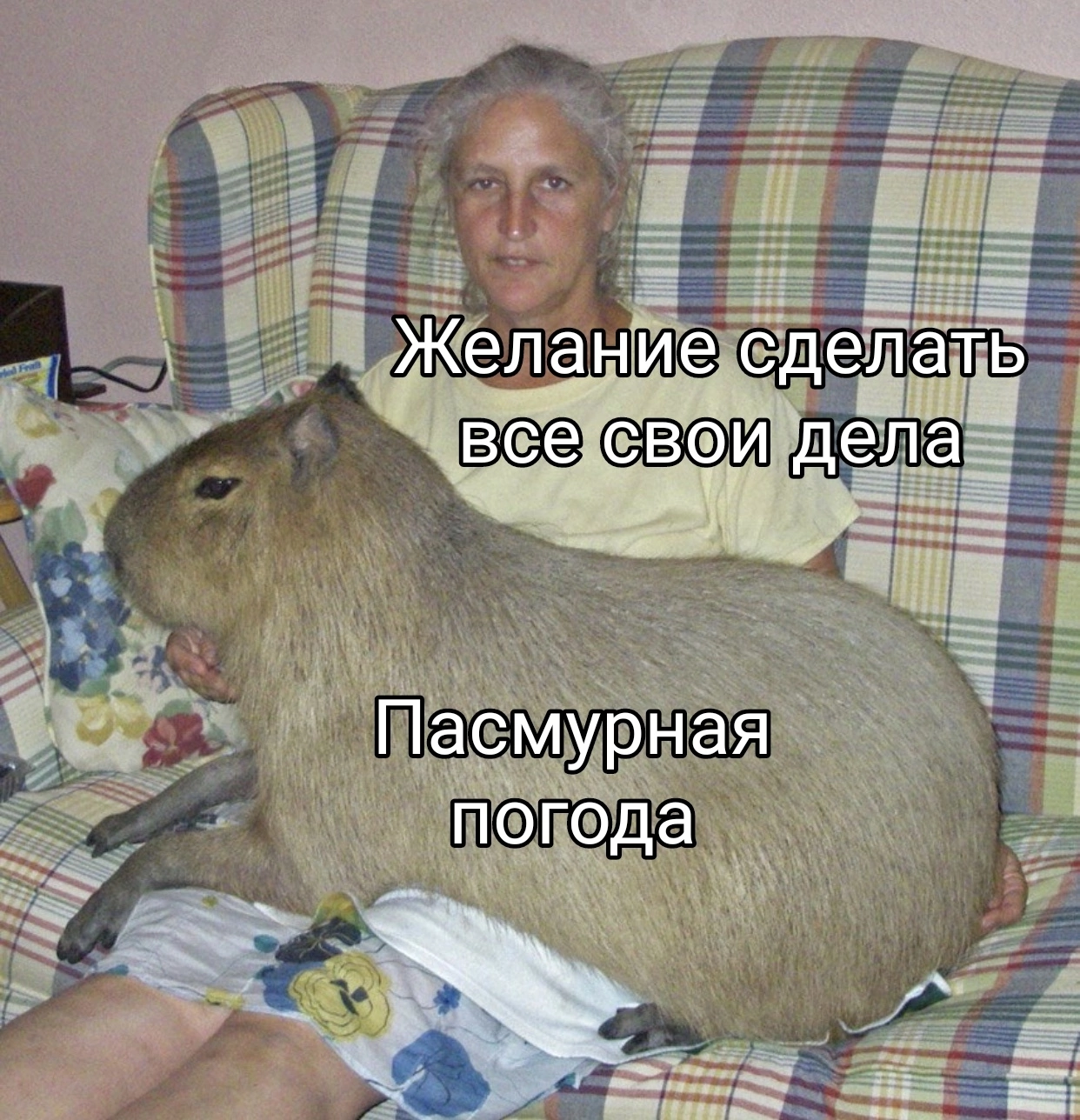 Not today, it turns out - Humor, Memes, Picture with text, Capybara, Weather, Affairs, Procrastination