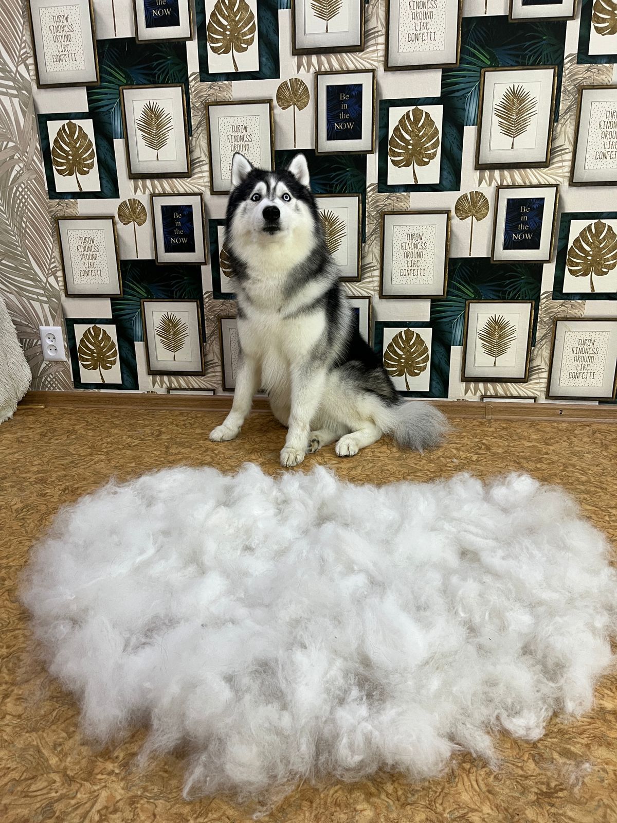 Down factory - Dog, Wool, Fluff, Molting, Siberian Husky
