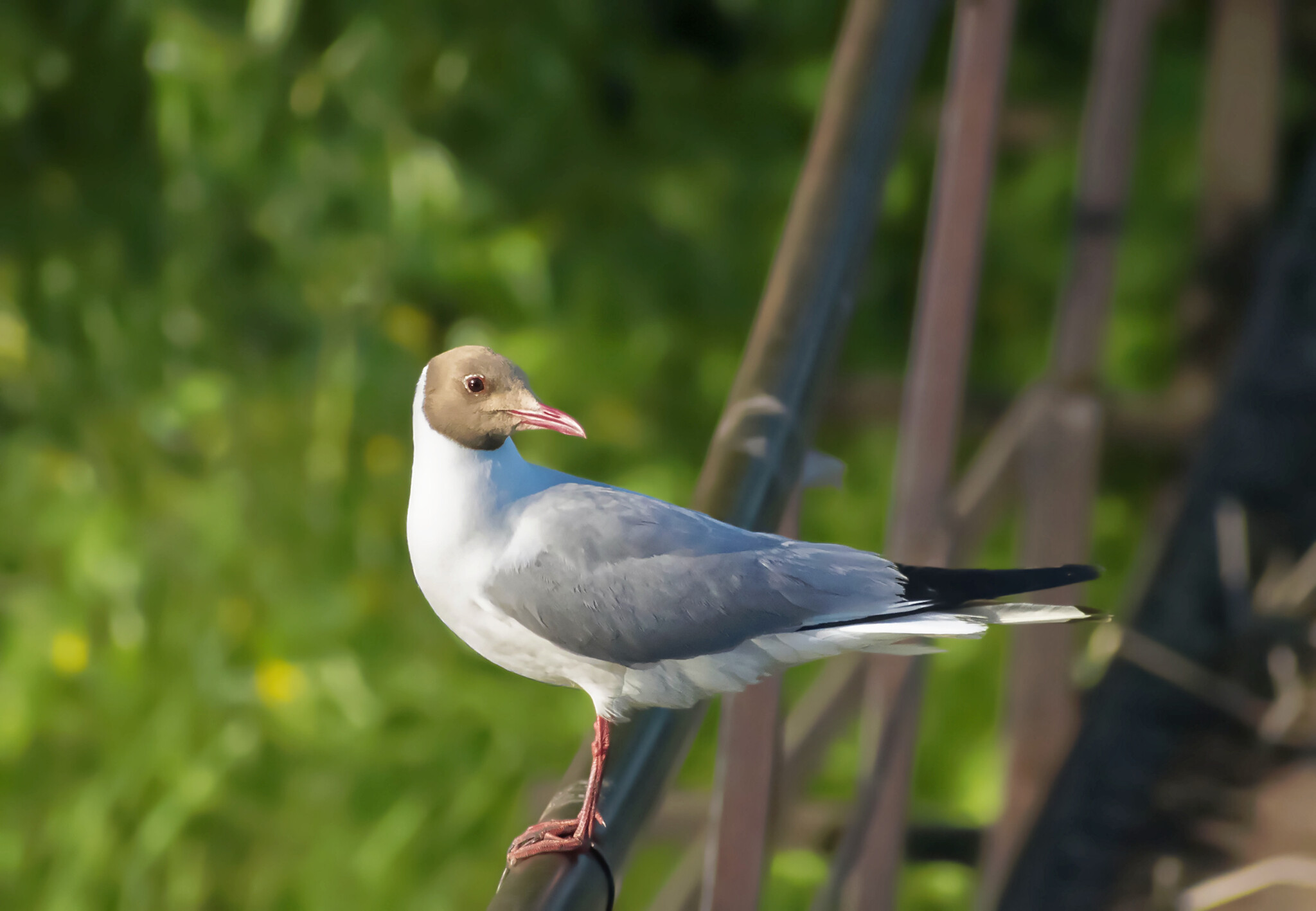 black-headed gull - My, Photo hunting, Birds, Ornithology, The nature of Russia, Nature, Hobby, Summer, beauty of nature, Seagulls