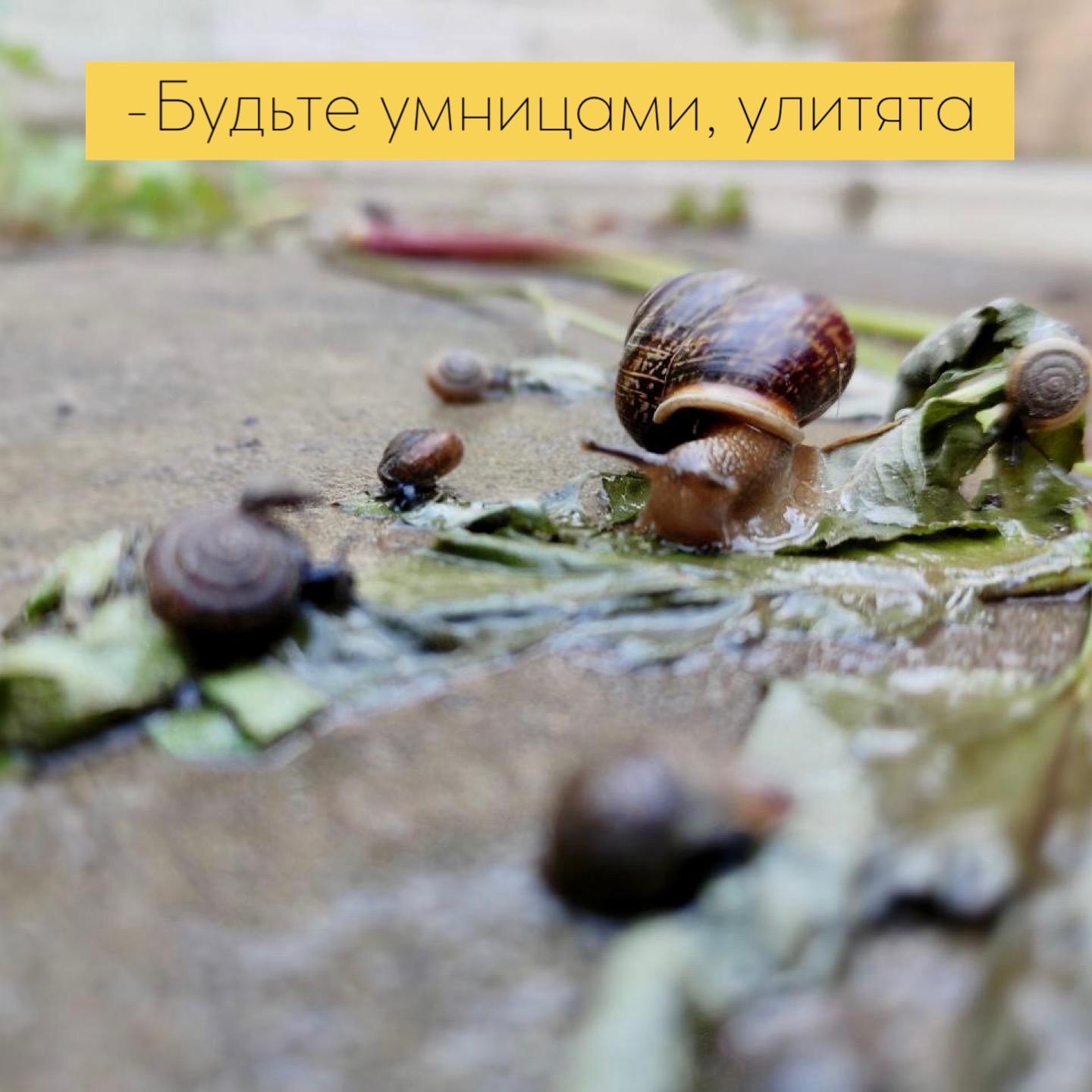 snail - My, Nature, Snail, Mobile photography, Family, Longpost