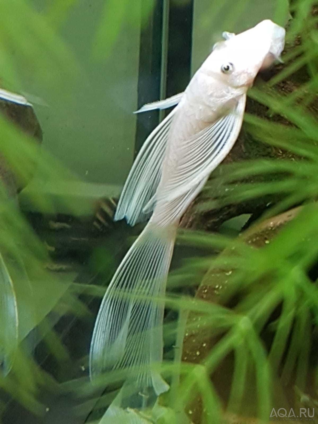 Breeding l144 snow white veil - My, Aquarium, Selection, Aquarium, Catfish, Catfishes, Breeding, Experiment, Help, beauty