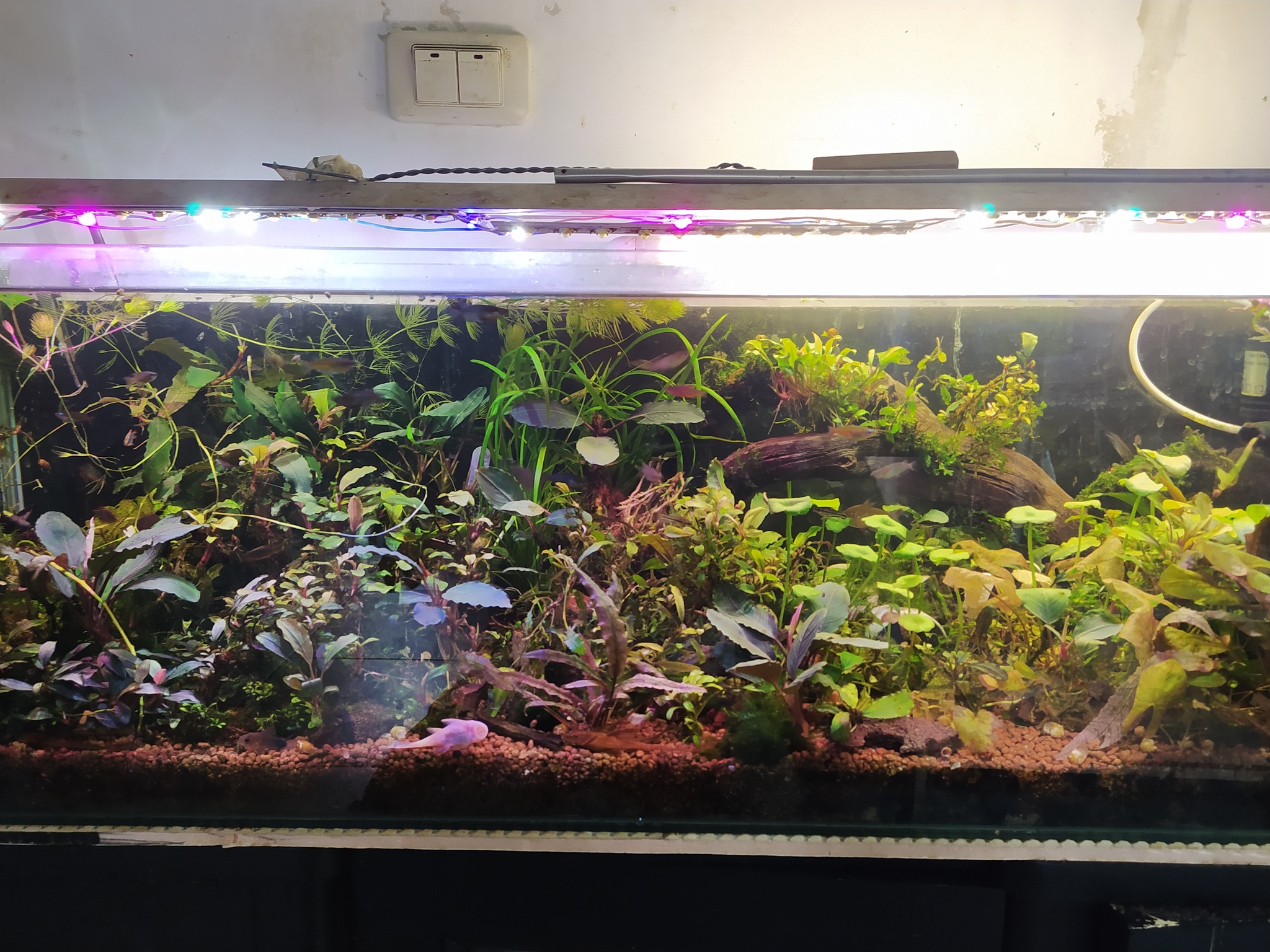 A trip to visit the florist Sergey - My, Aquarium, Aquarium, Aquarium fish, Aquarium plants, Guests, beauty, Plants, Breeding, Bucephalandra, Longpost