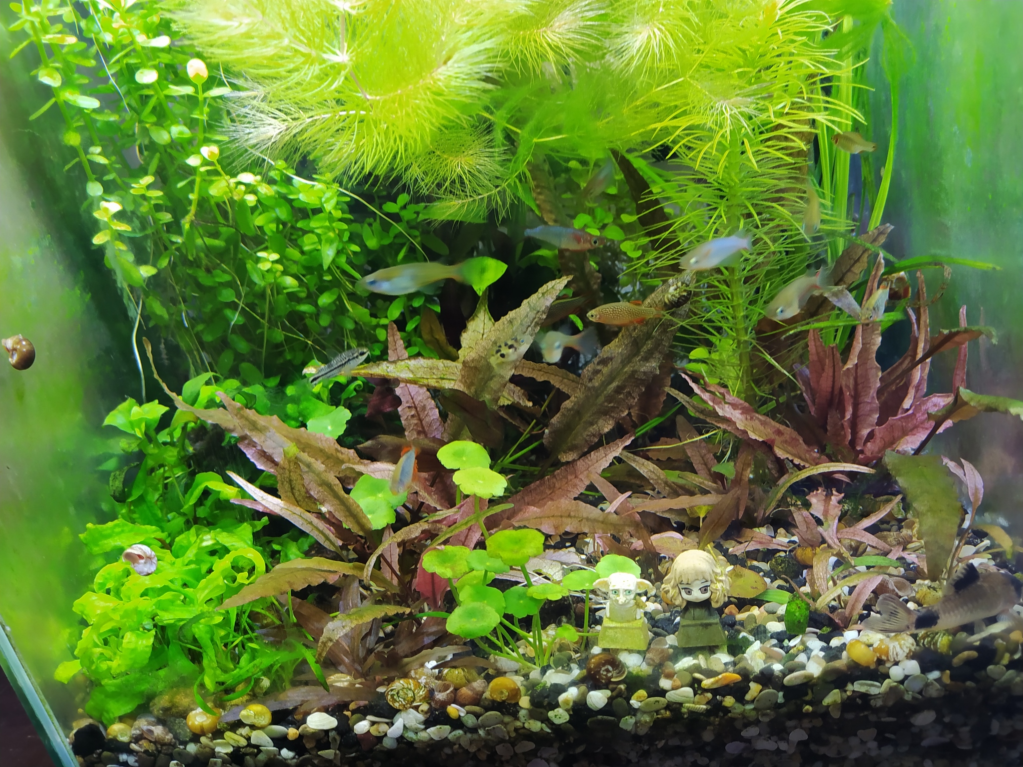 A trip to visit the florist Sergey - My, Aquarium, Aquarium, Aquarium fish, Aquarium plants, Guests, beauty, Plants, Breeding, Bucephalandra, Longpost