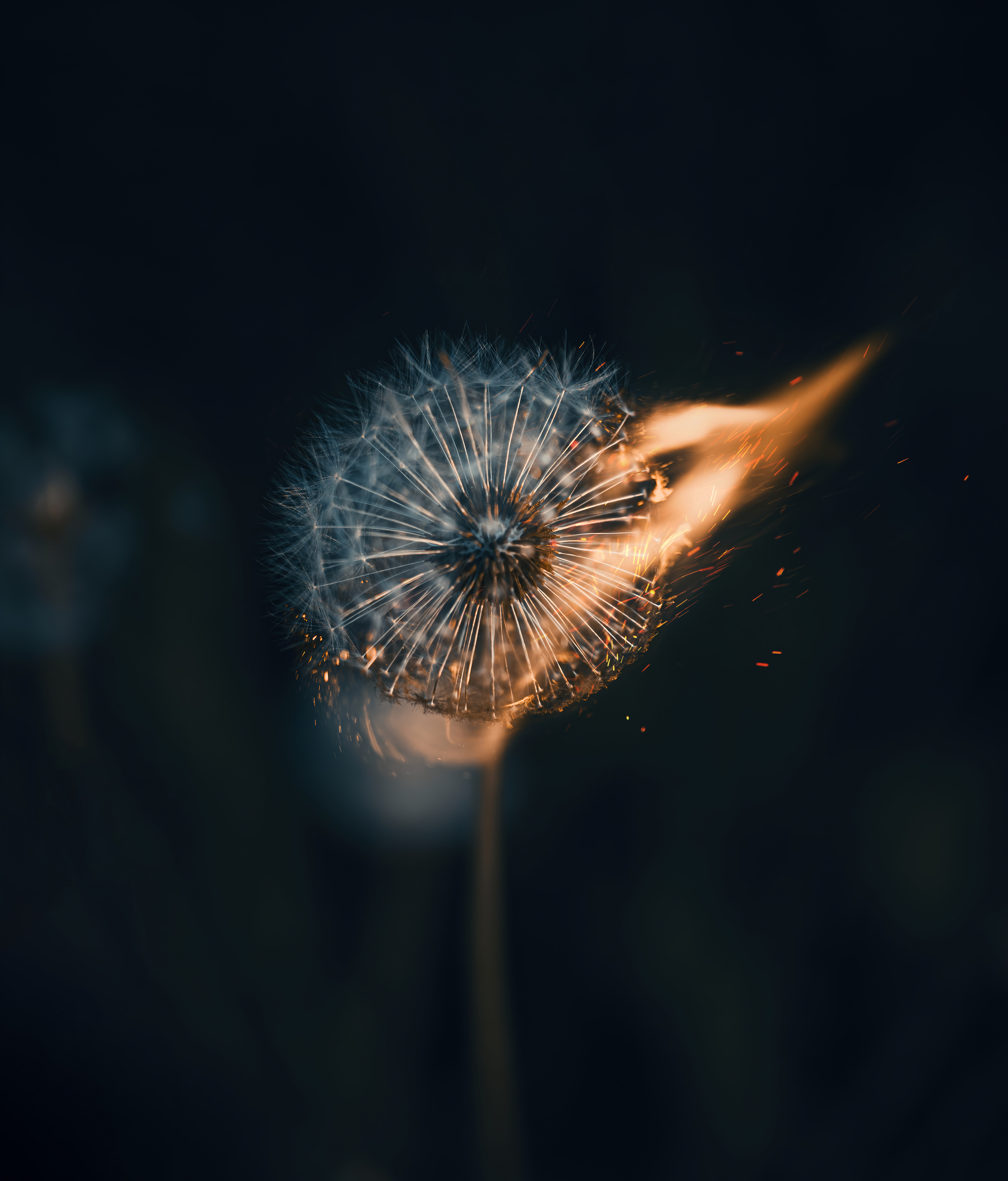 I brought some photos from the forest - My, Nature, Forest, wildlife, Hike, The photo, Dandelion, Fire, Plants, Wallpaper, Nikon, Tourism, Longpost