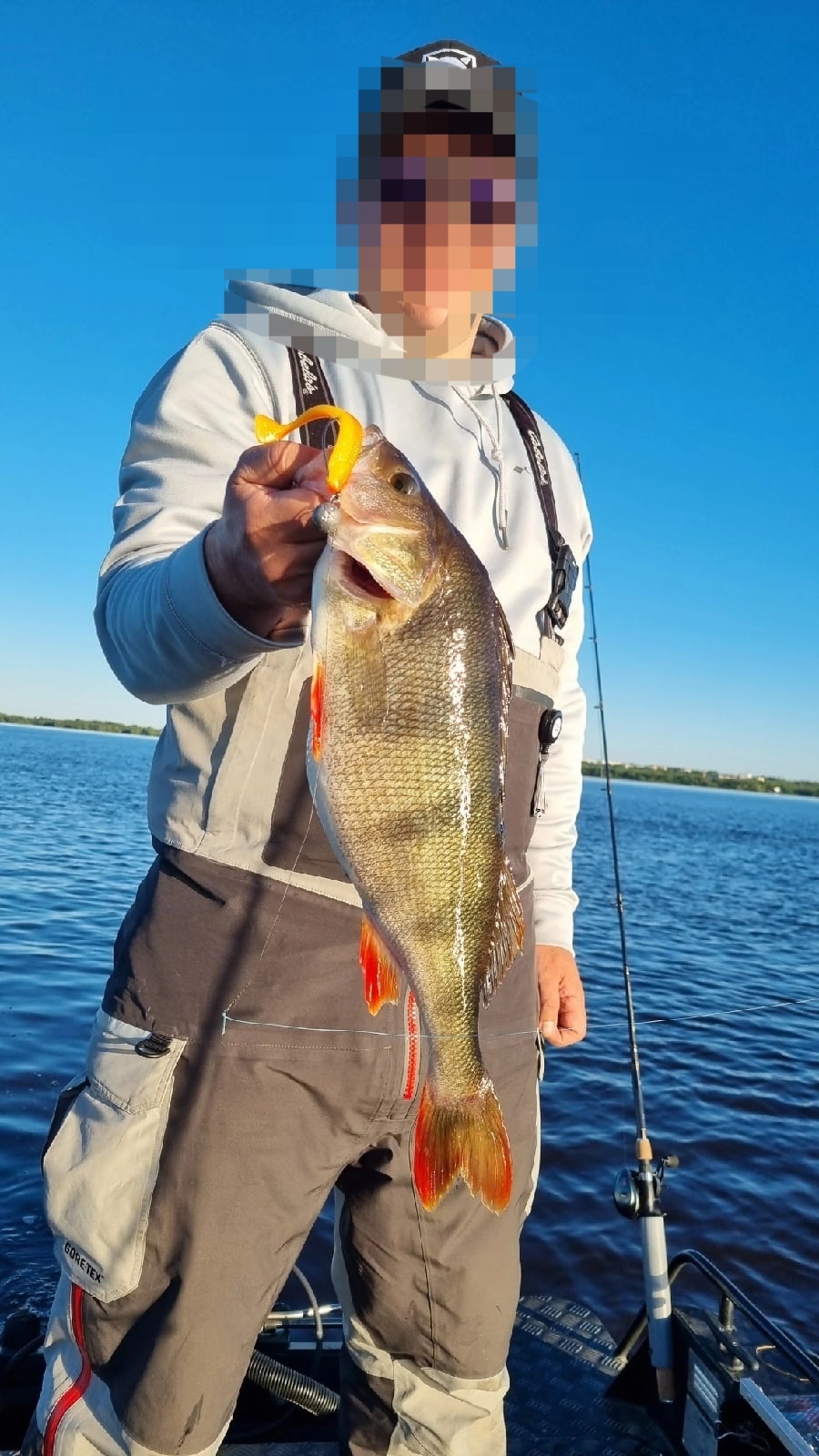 Perch - Fishing, The photo, Perch, Jig, Longpost